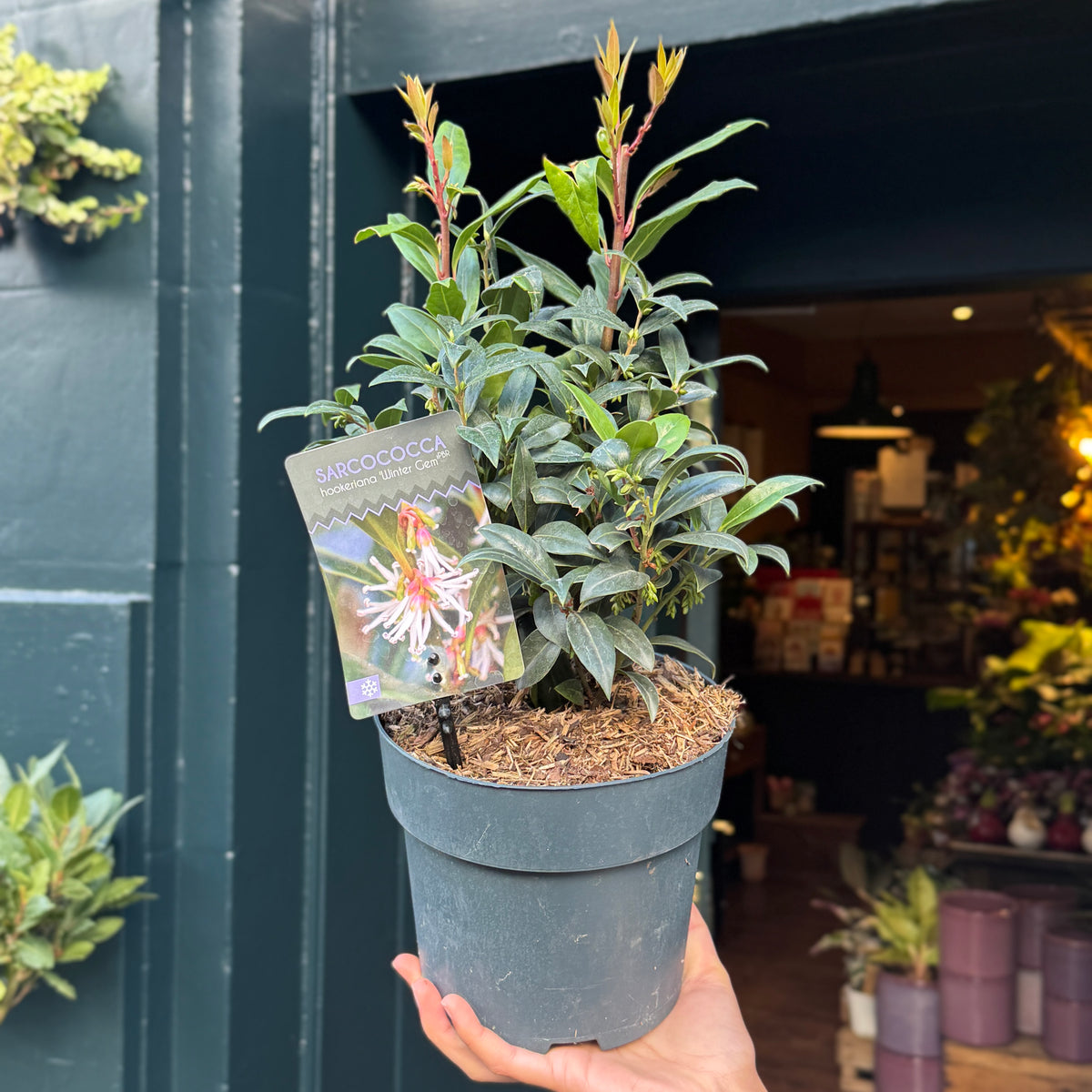 Sarcococca ‘Winter Gem’