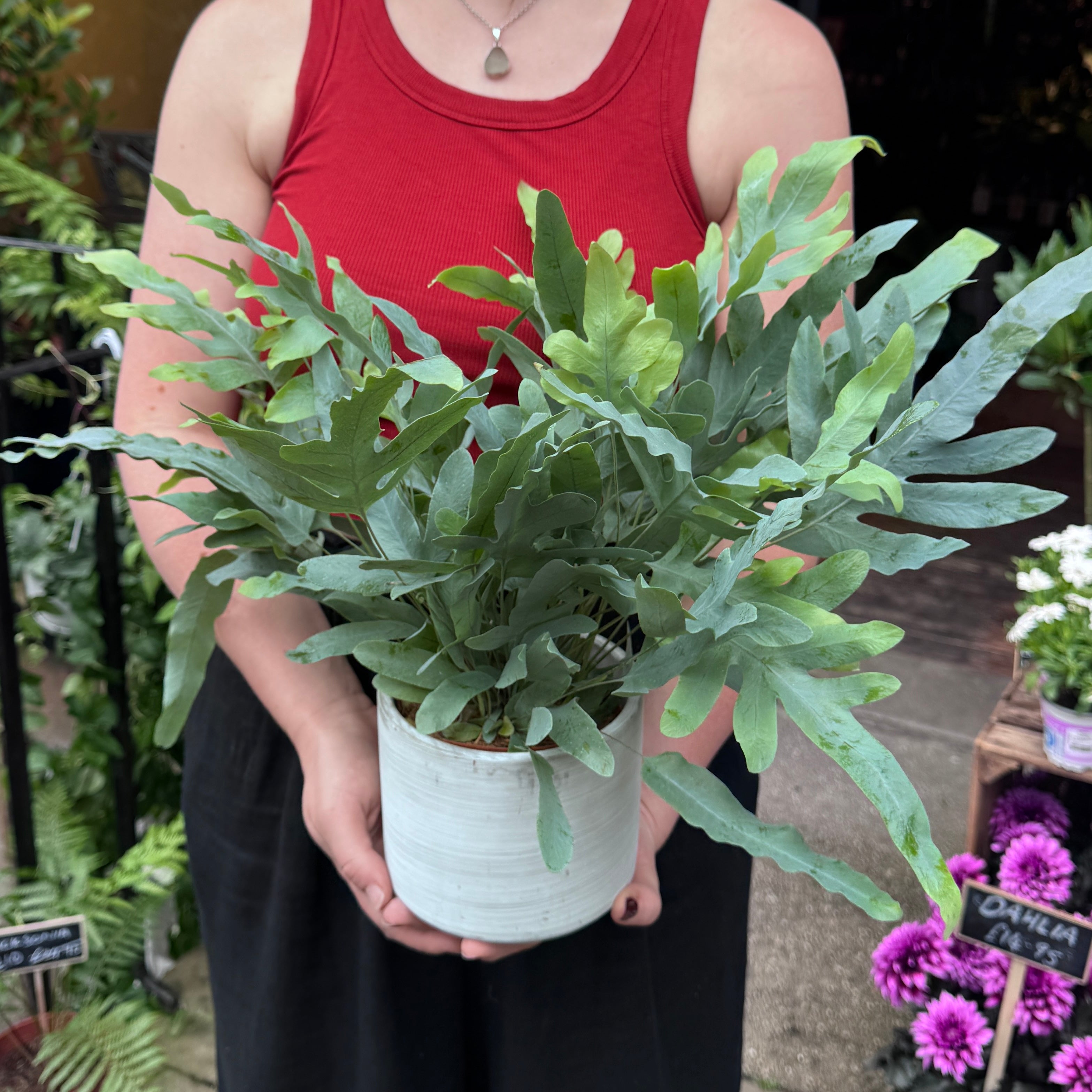 Phlebodium aureum