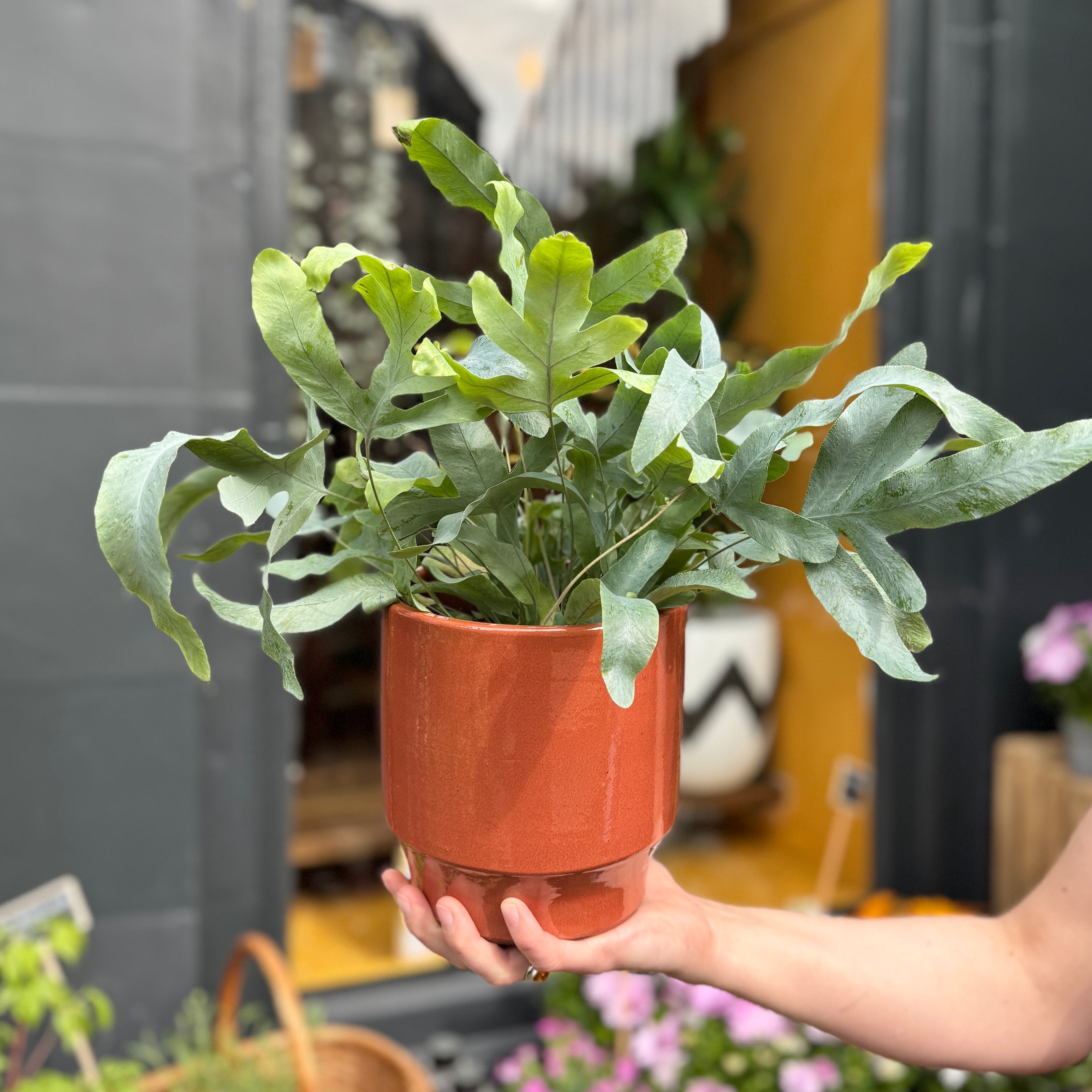 Sophie Pot - Burnt Orange | 17cm