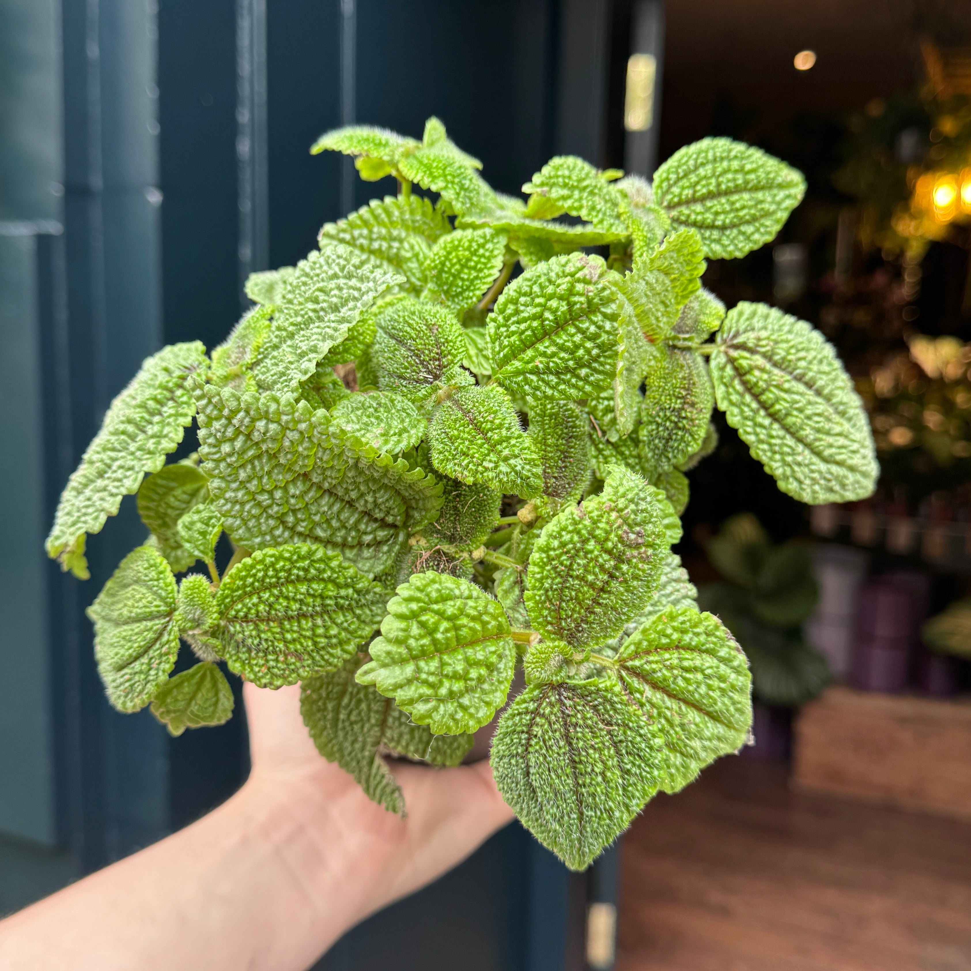 Pilea 'Moon Valley'