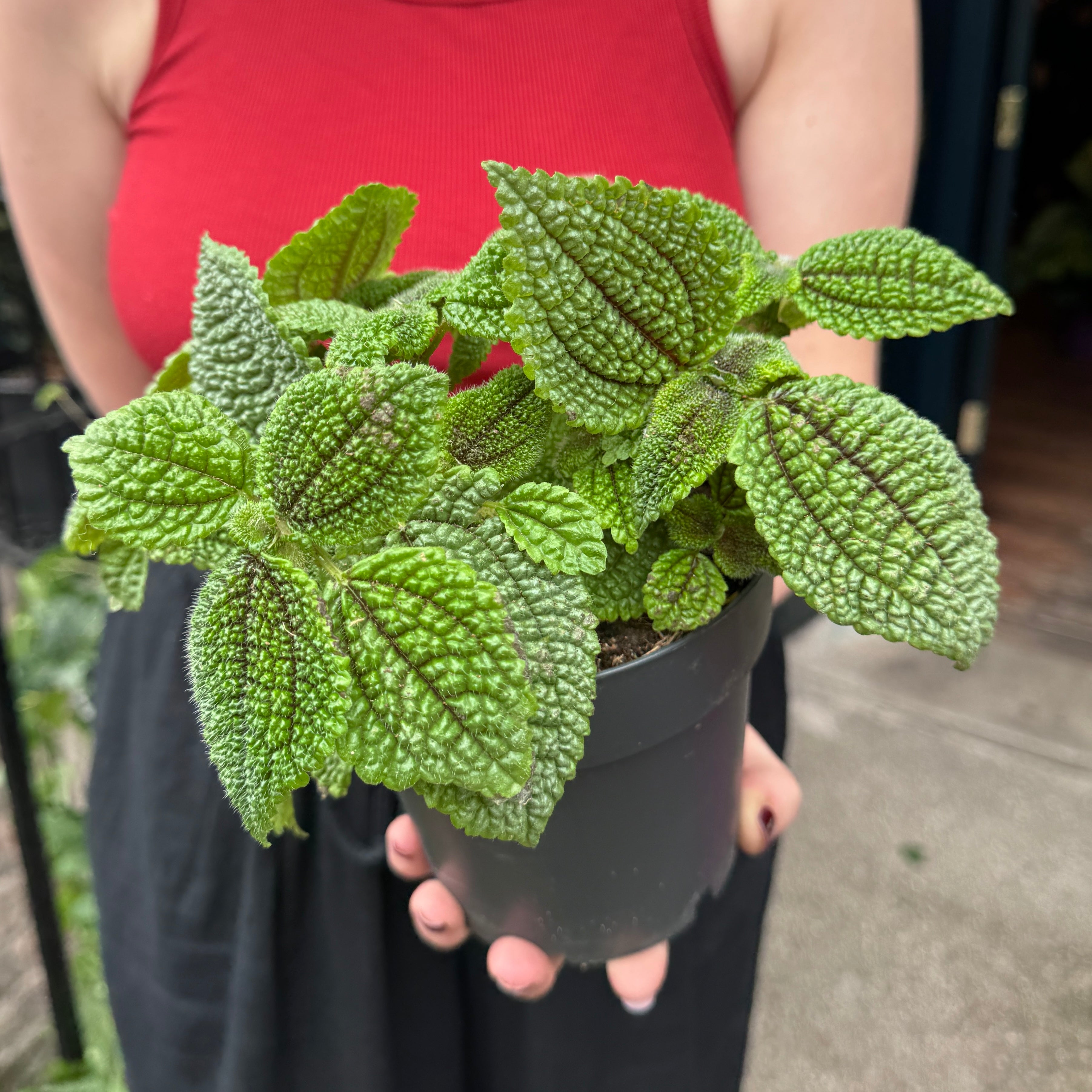Pilea 'Moon Valley'