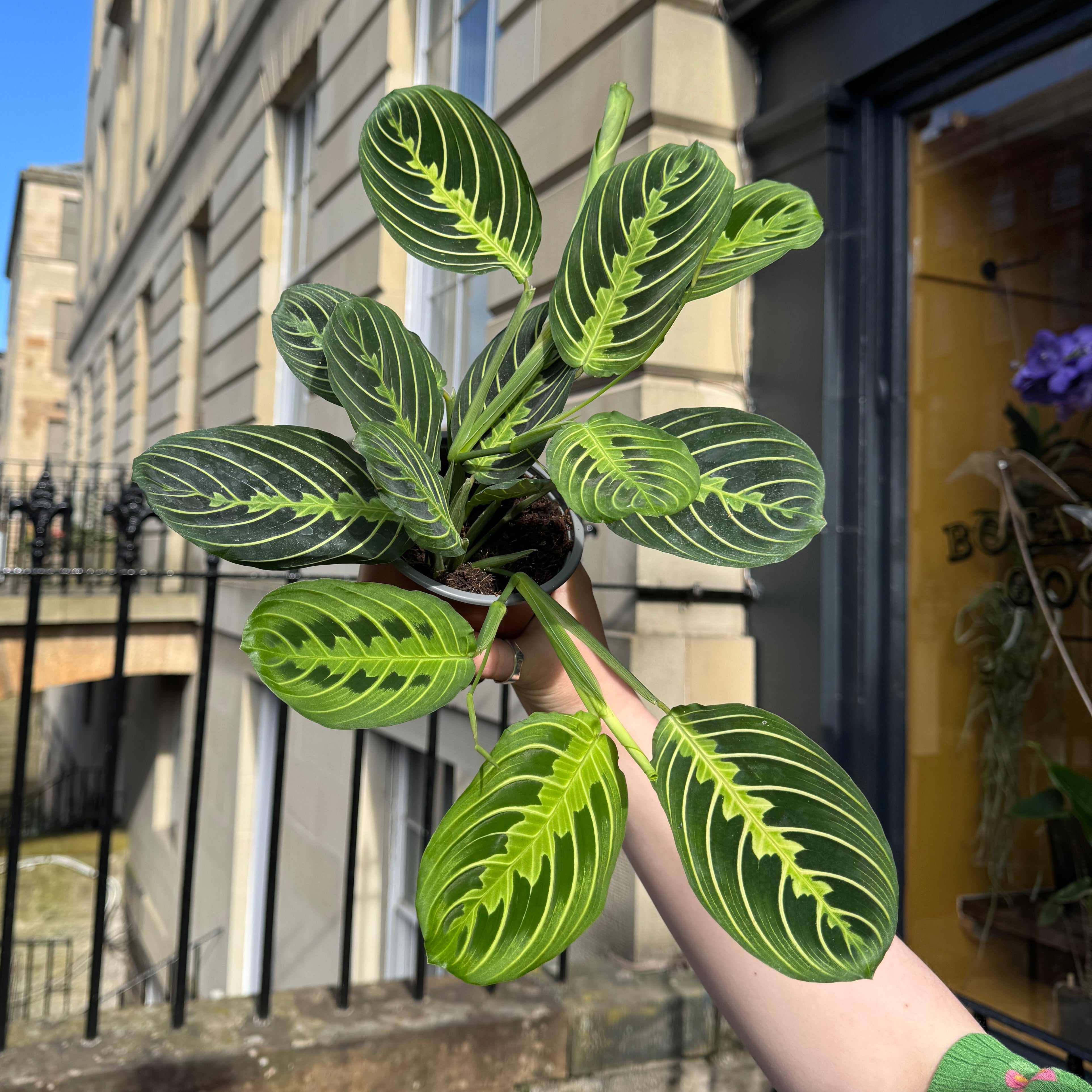 Maranta 'Lemon Lime'