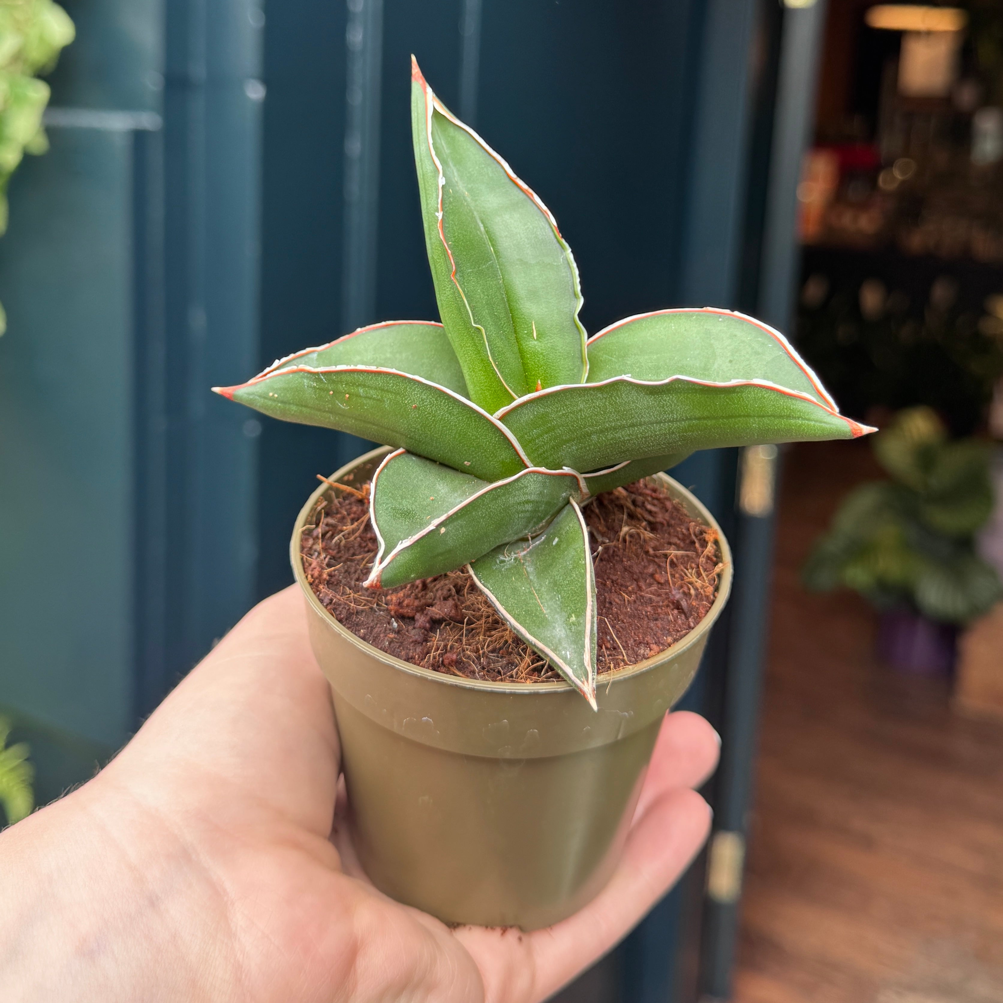 Sansevieria ehrenbergii ‘Samurai’