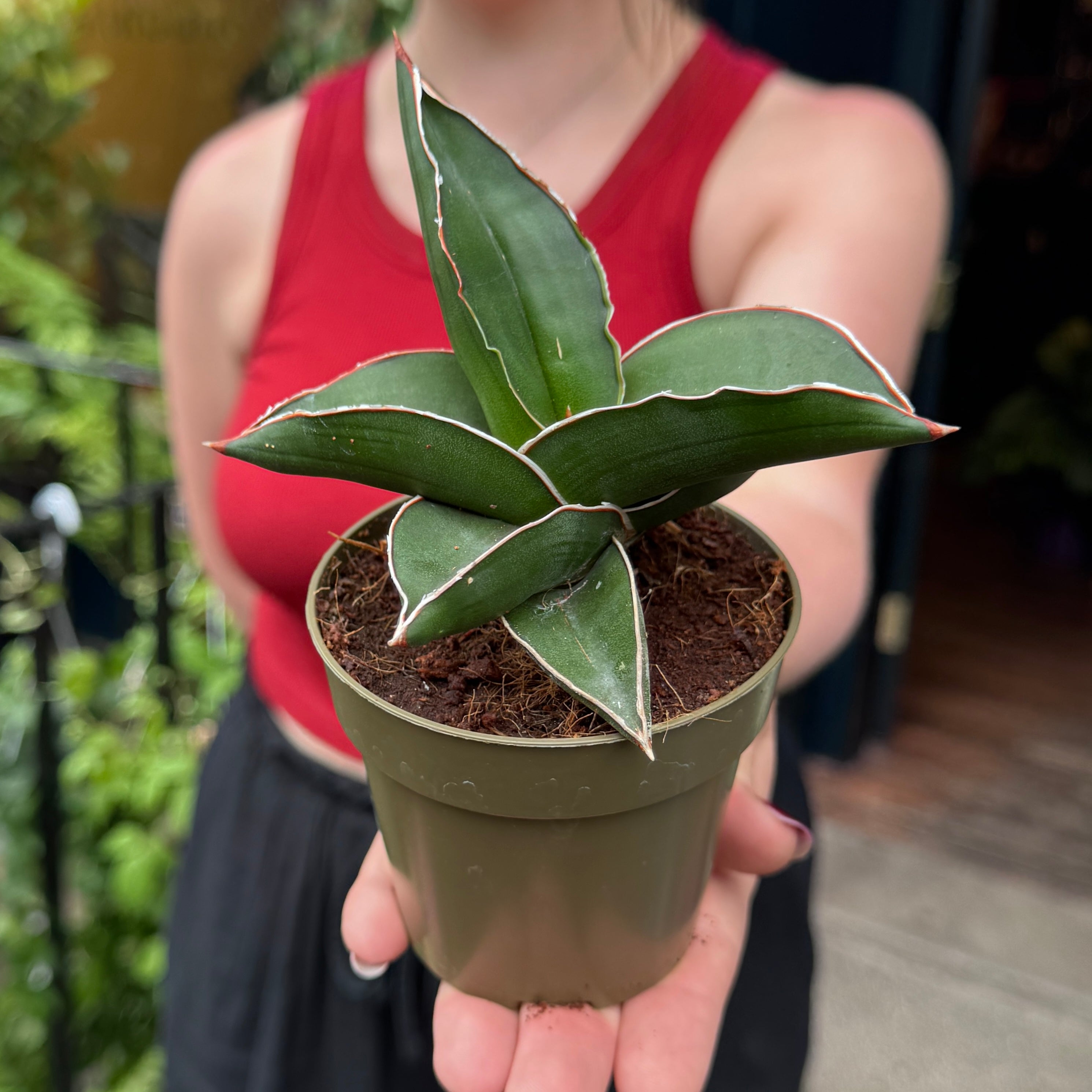 Sansevieria ehrenbergii ‘Samurai’
