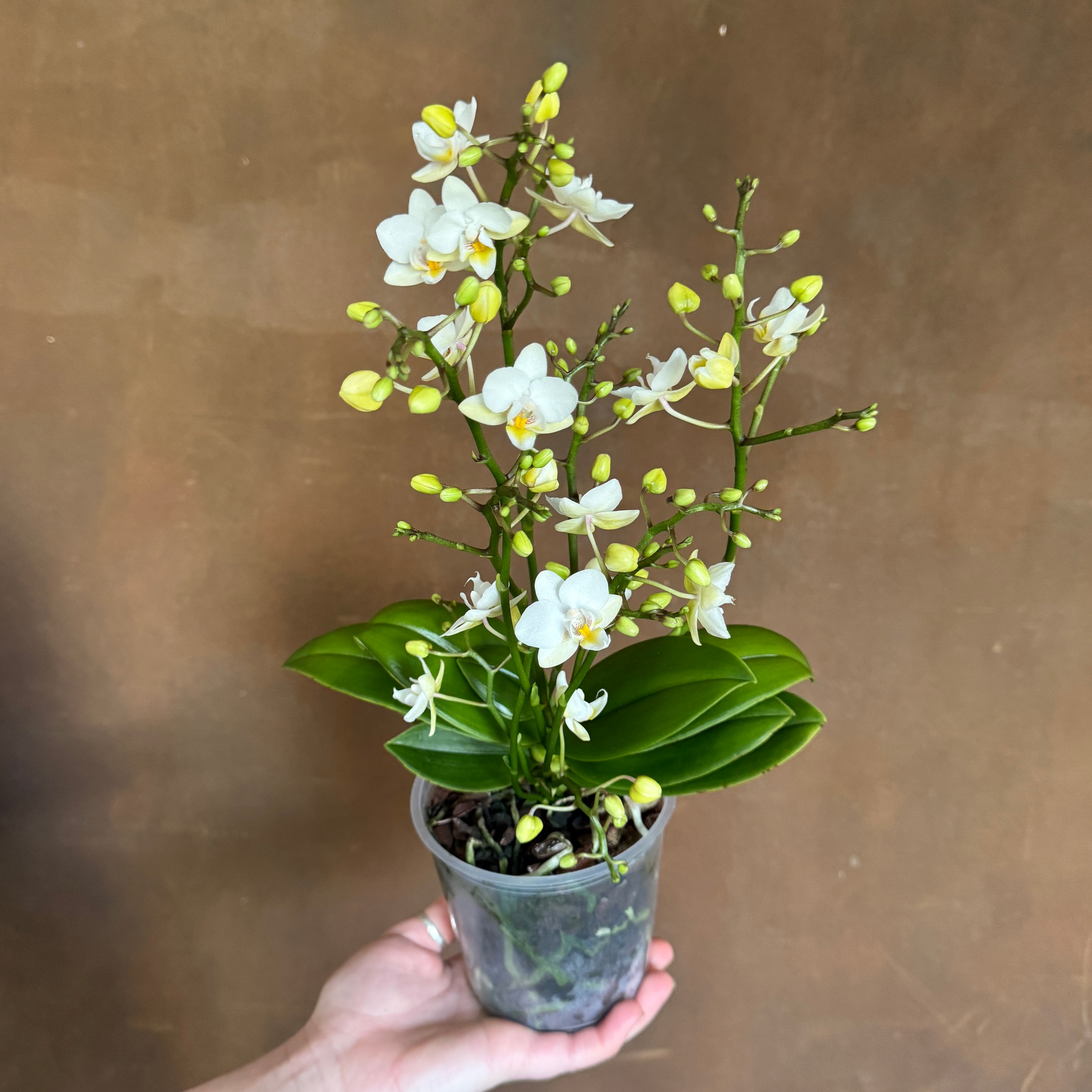 Phalaenopsis ‘White Punch'