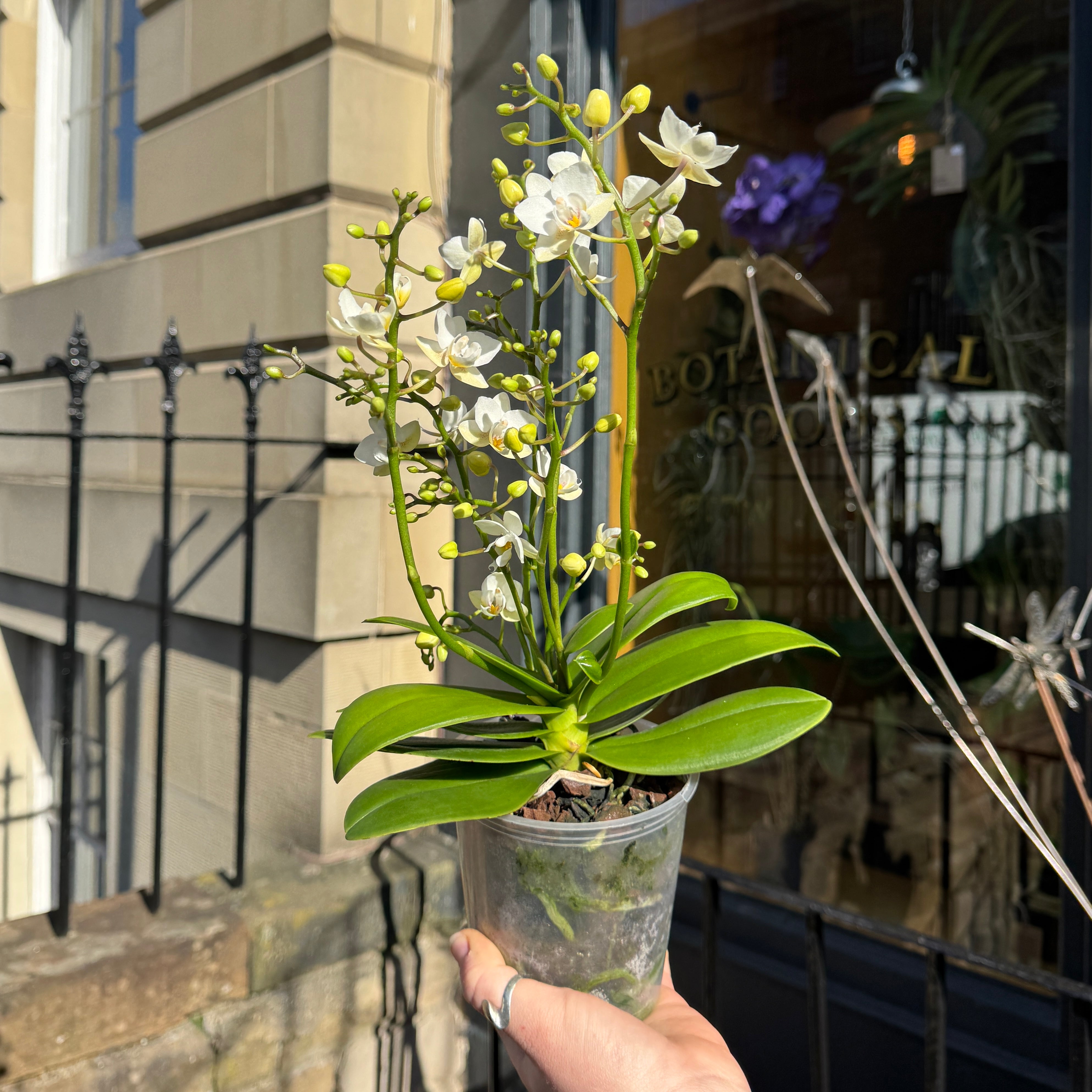 Phalaenopsis ‘White Punch'