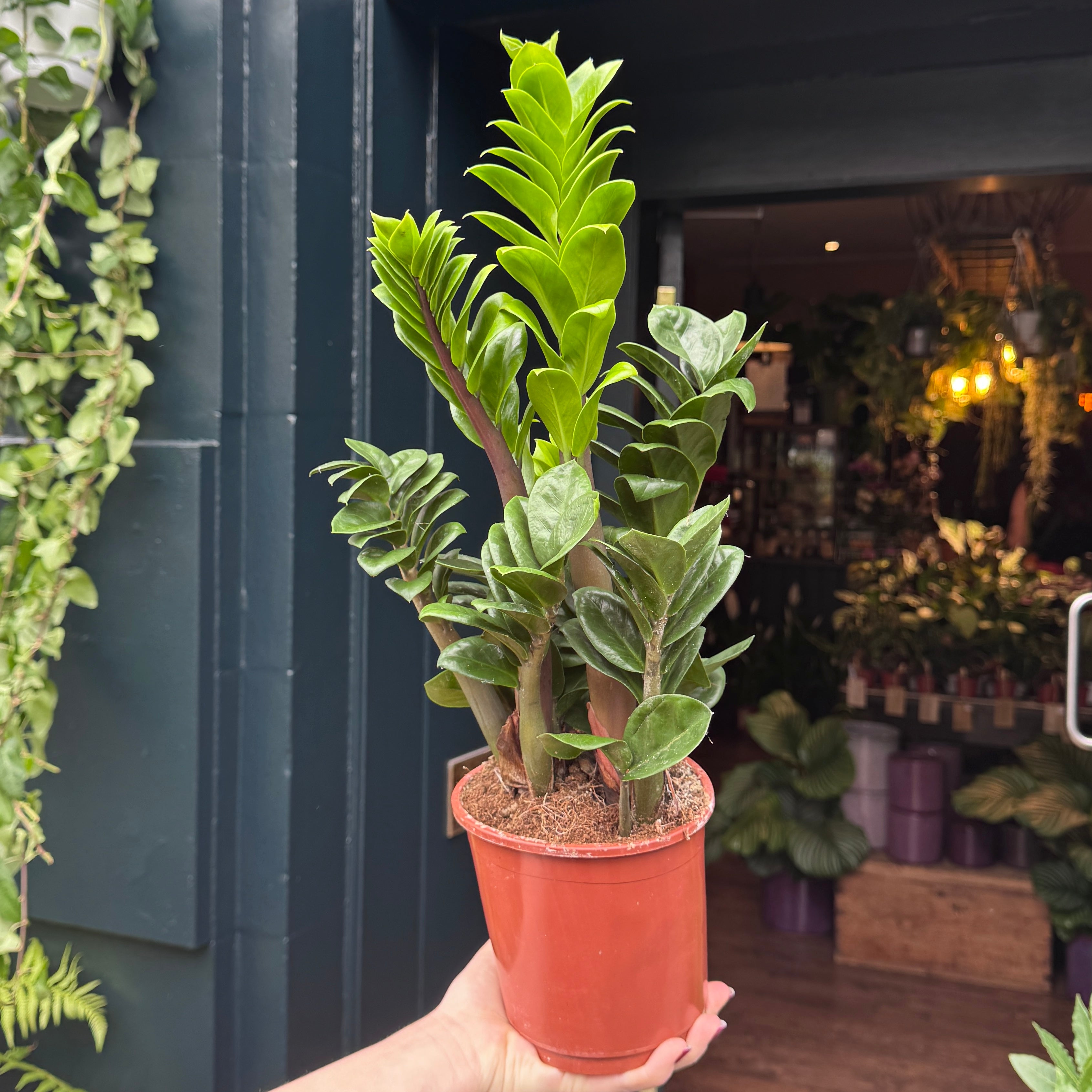 Zamioculcas zamiifolia ‘Zenzi’