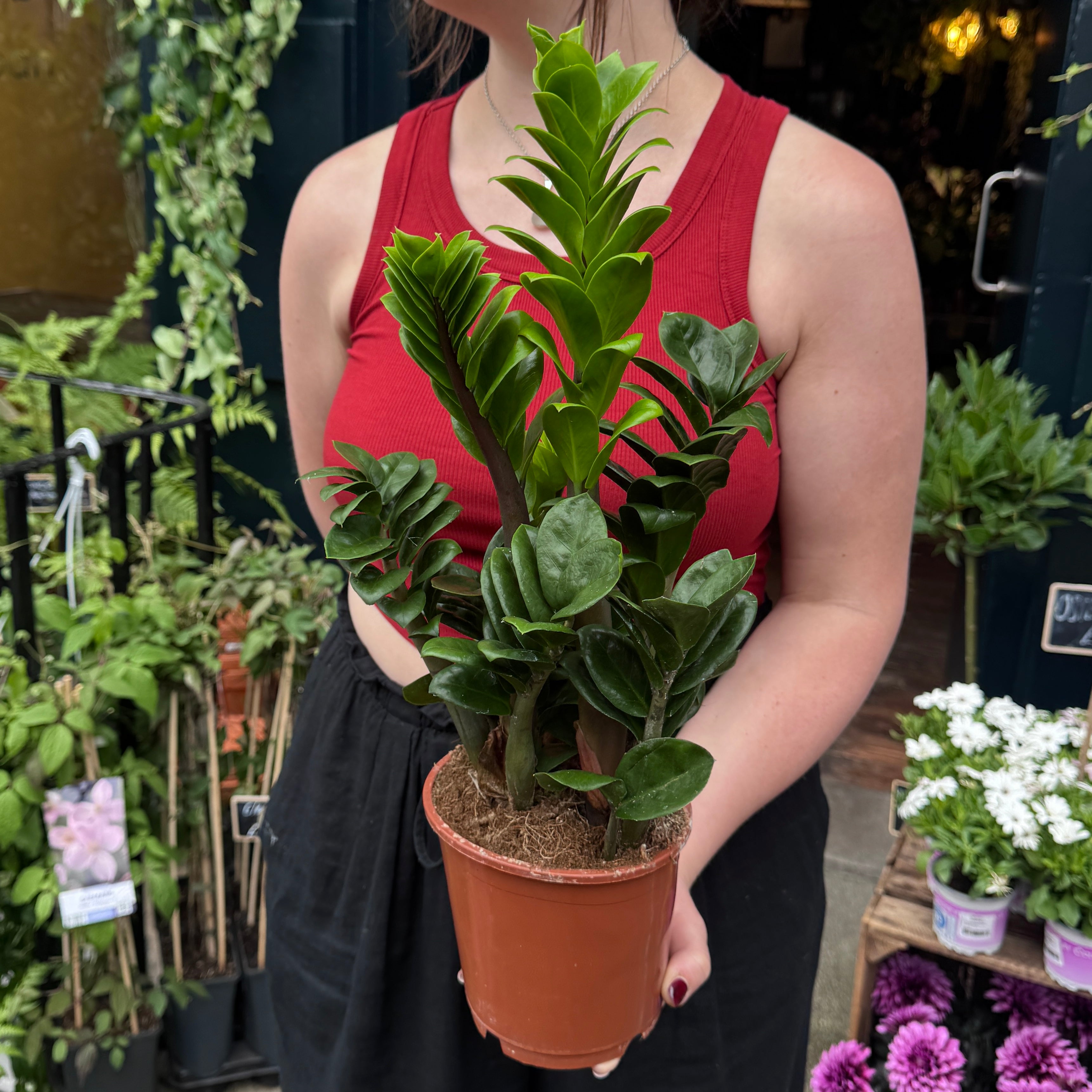 Zamioculcas zamiifolia ‘Zenzi’