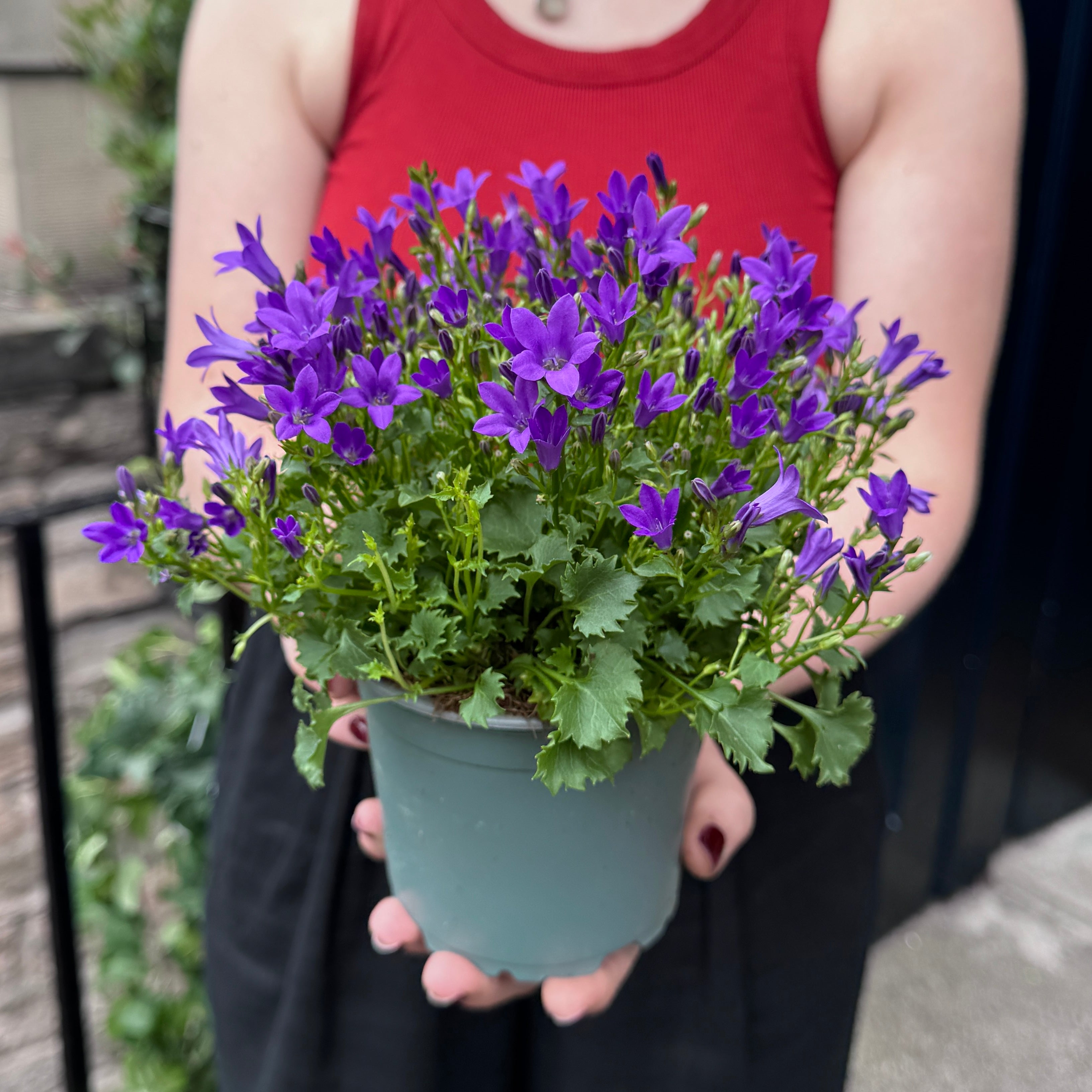 Campanula 'Intense Purple' (12cm pot)