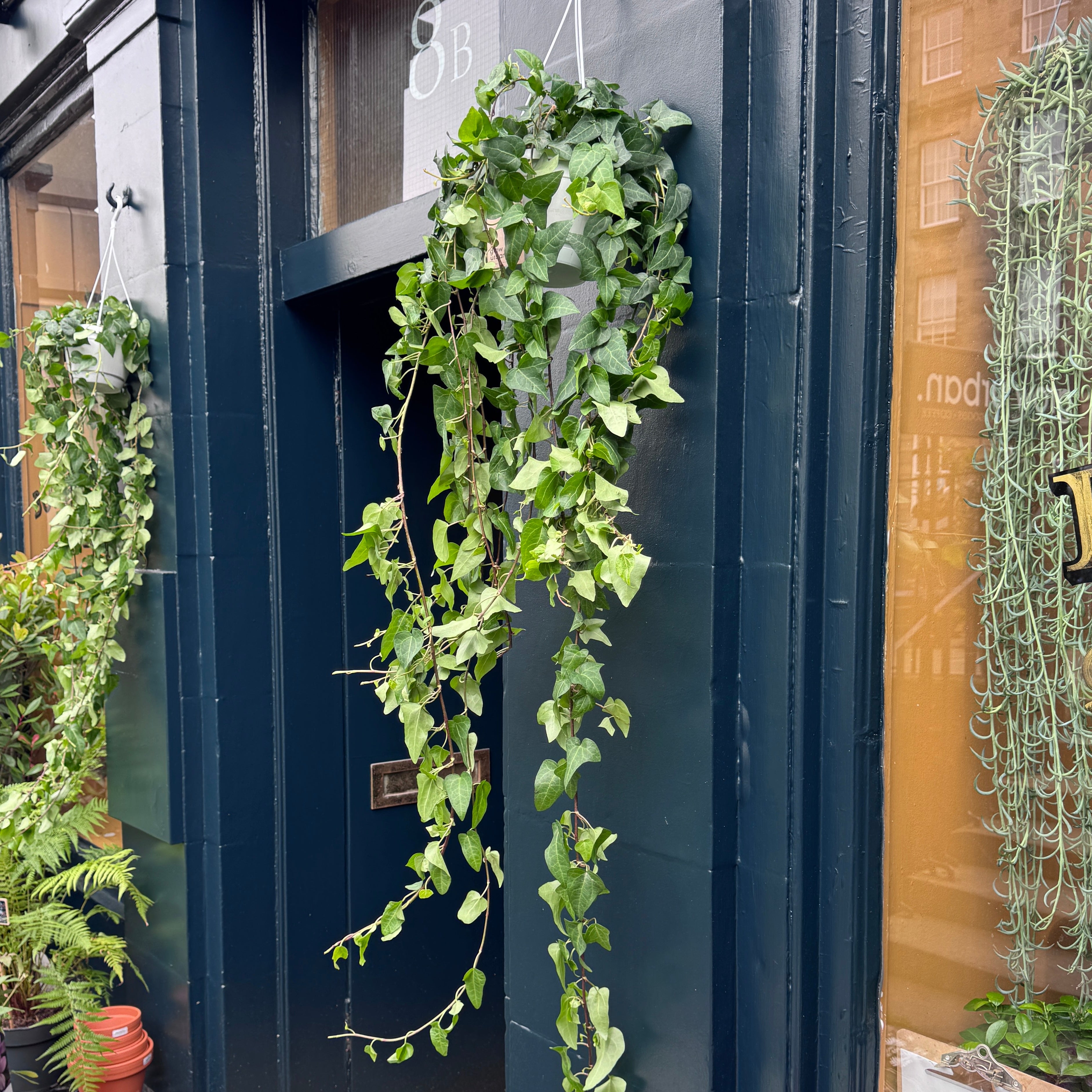 Hanging English Ivy.