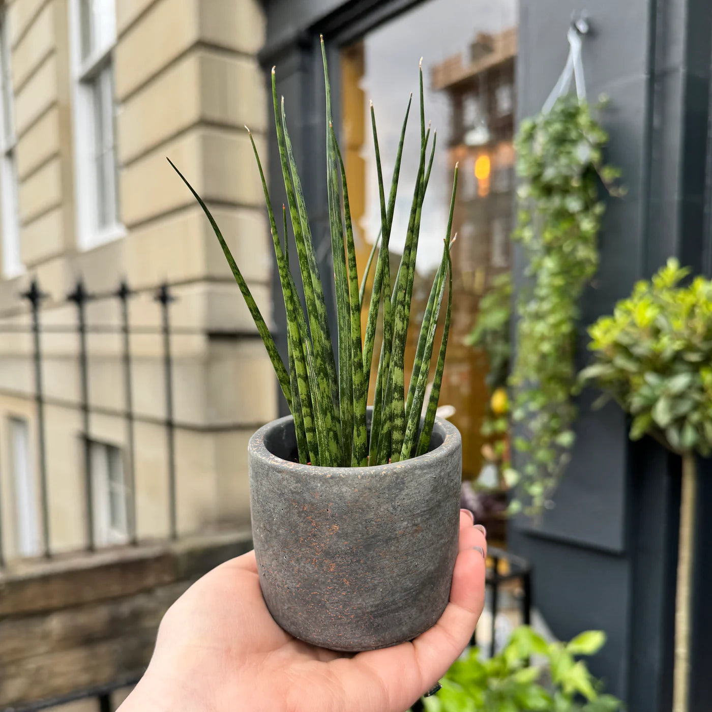 Sansevieria ‘Fernwood’ (mini)