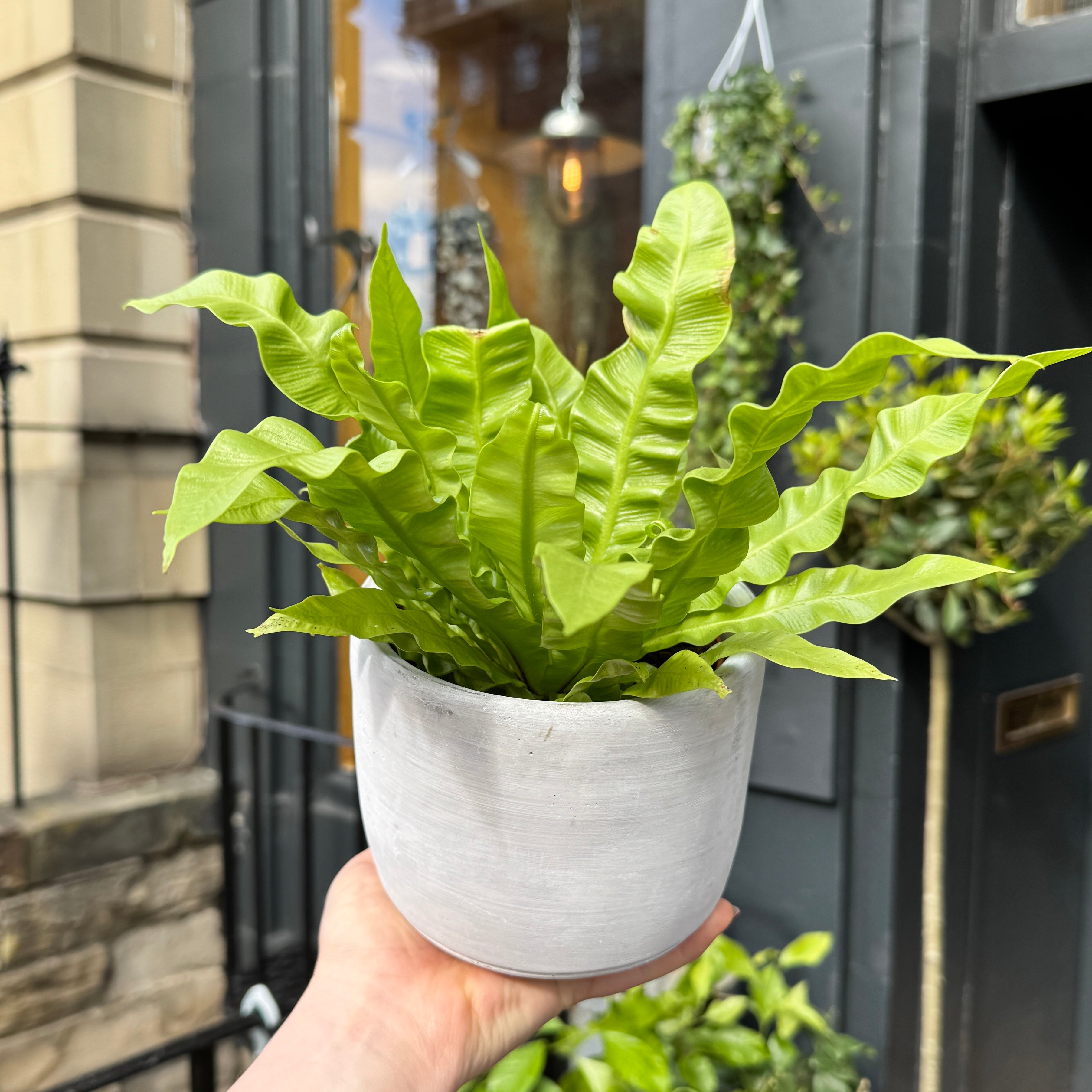 Cement Pot - Light | 14cm