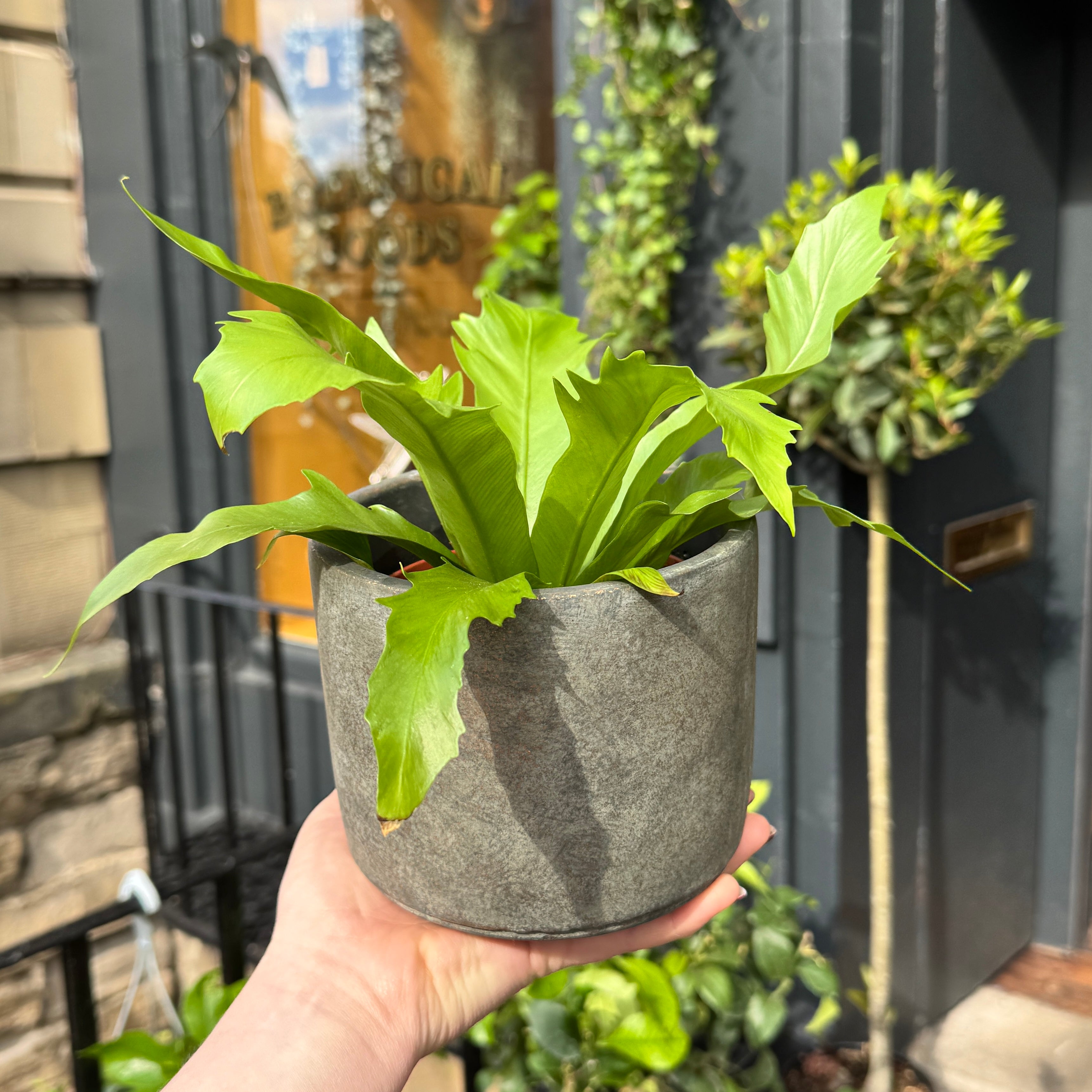 Cement Pot - Dark | 14cm