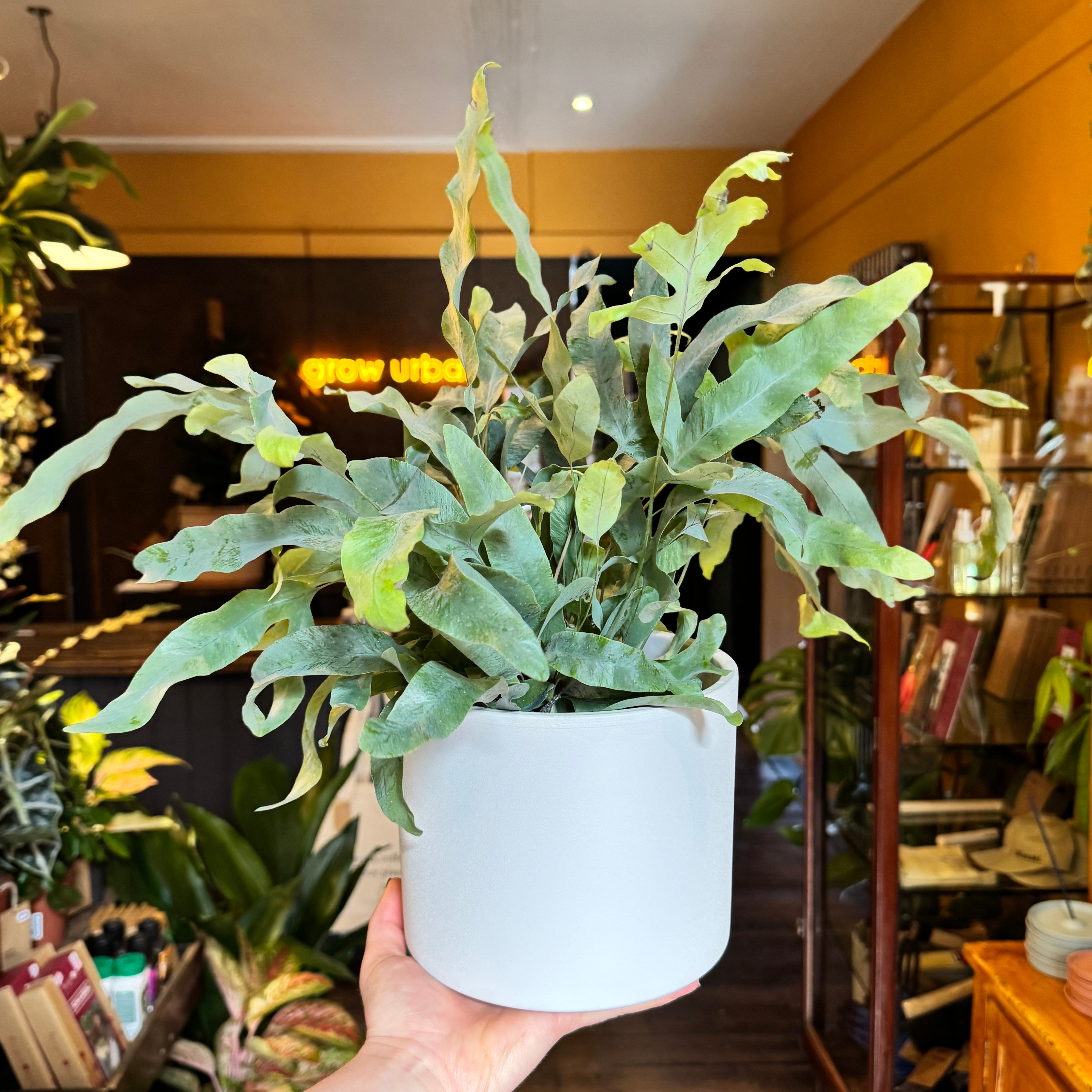 Matt Pot - White | 18cm