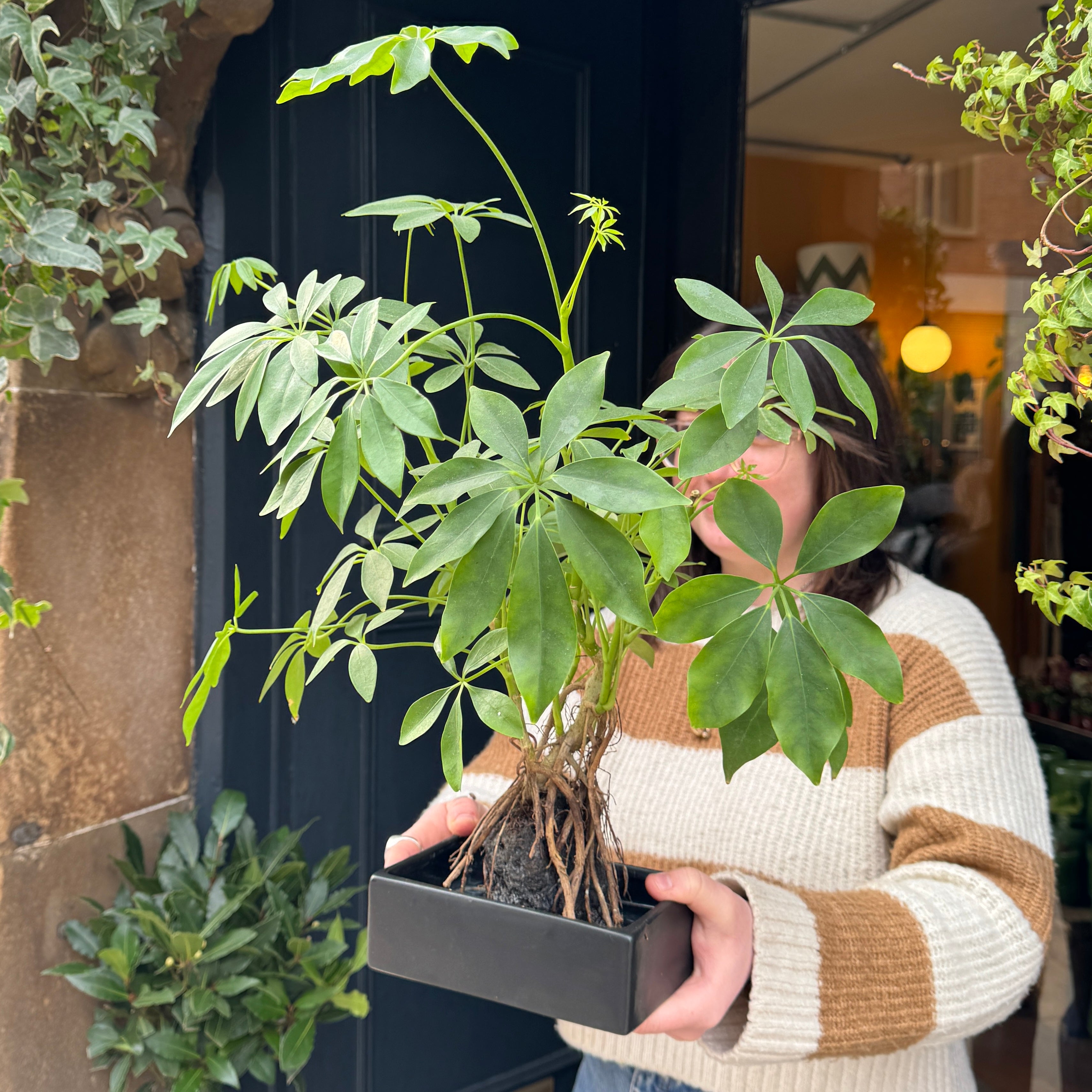 Schefflera on Lava Rock