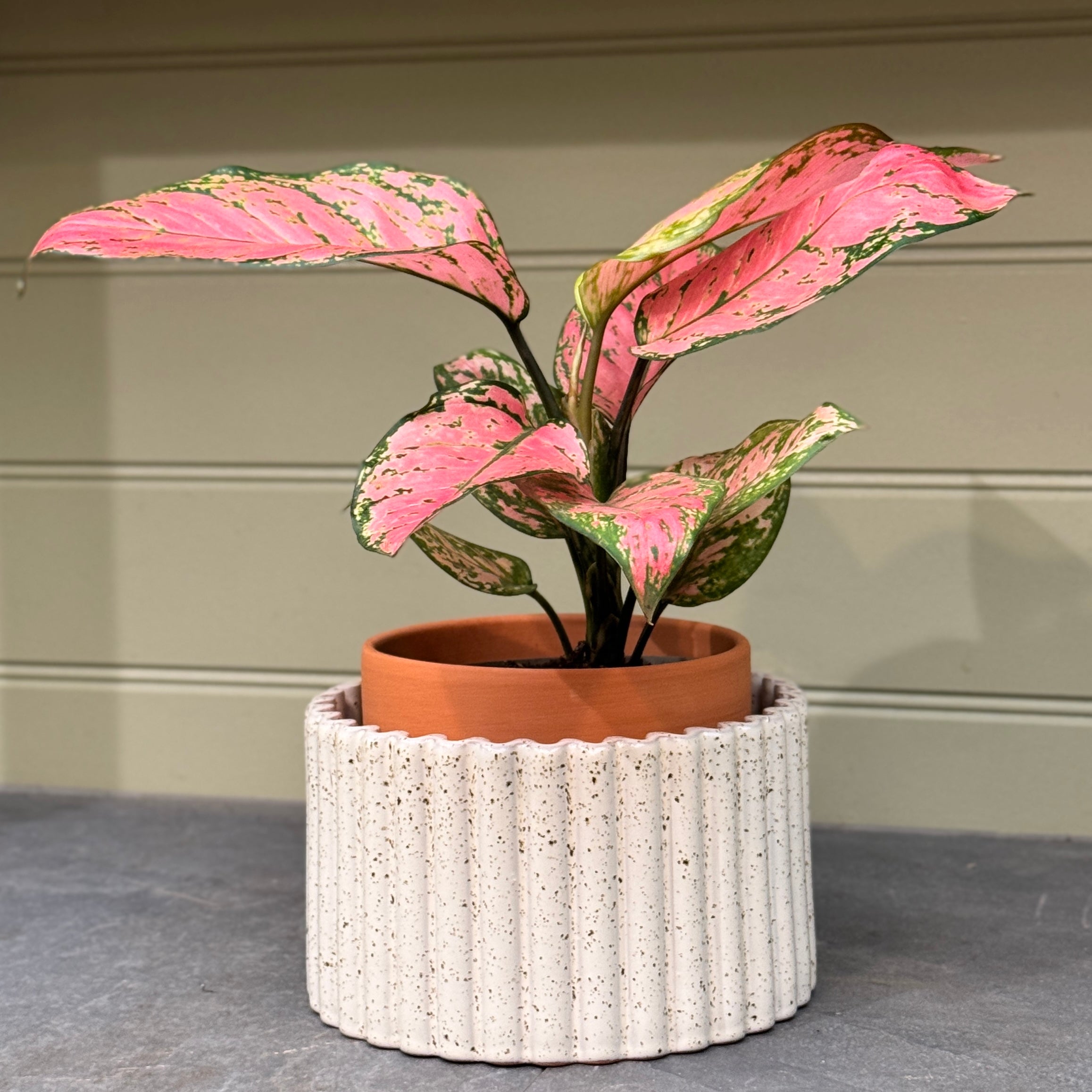 Pepin Paula Self-Watering Pot