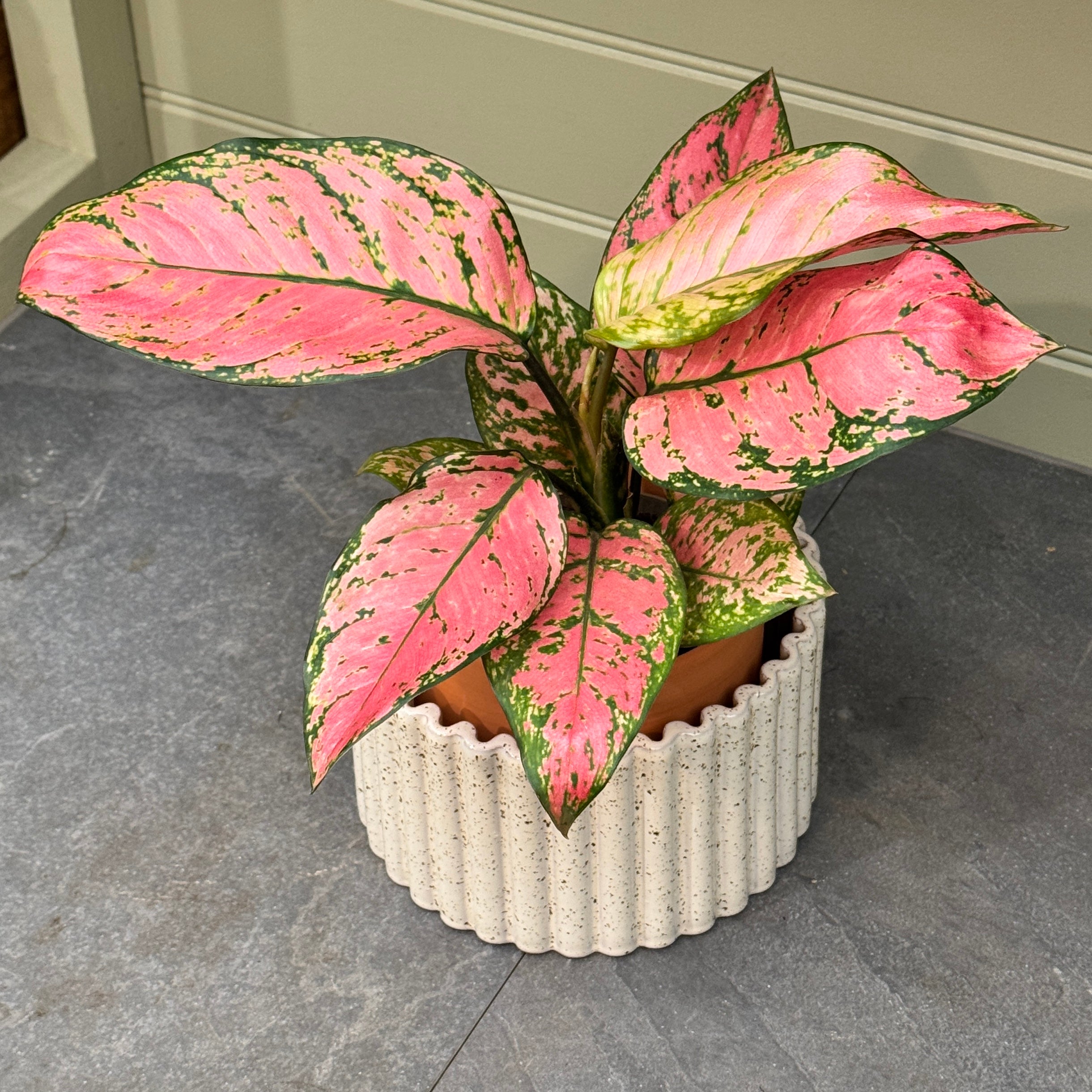 Pepin Paula Self-Watering Pot