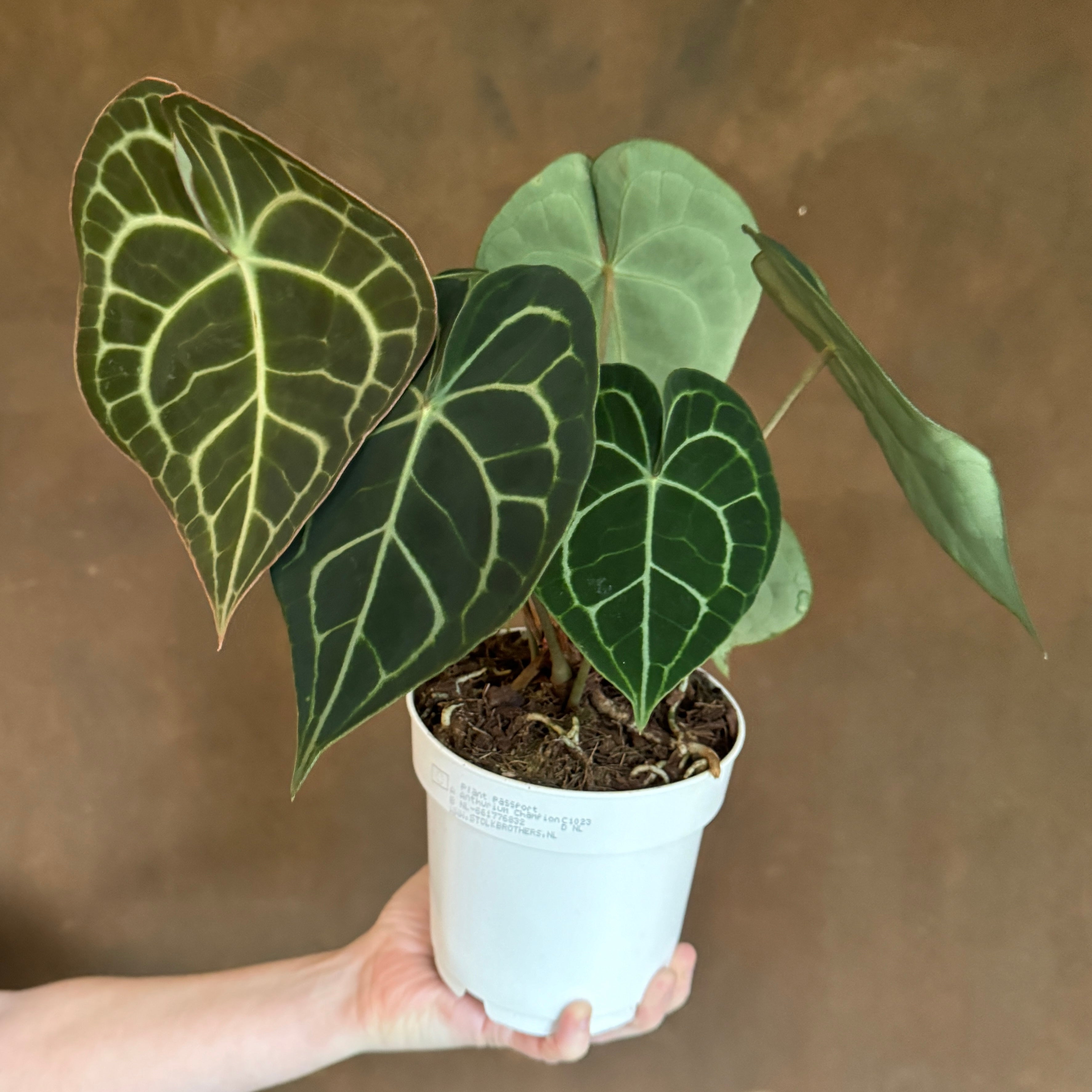 Anthurium clarinervium (14cm pot)