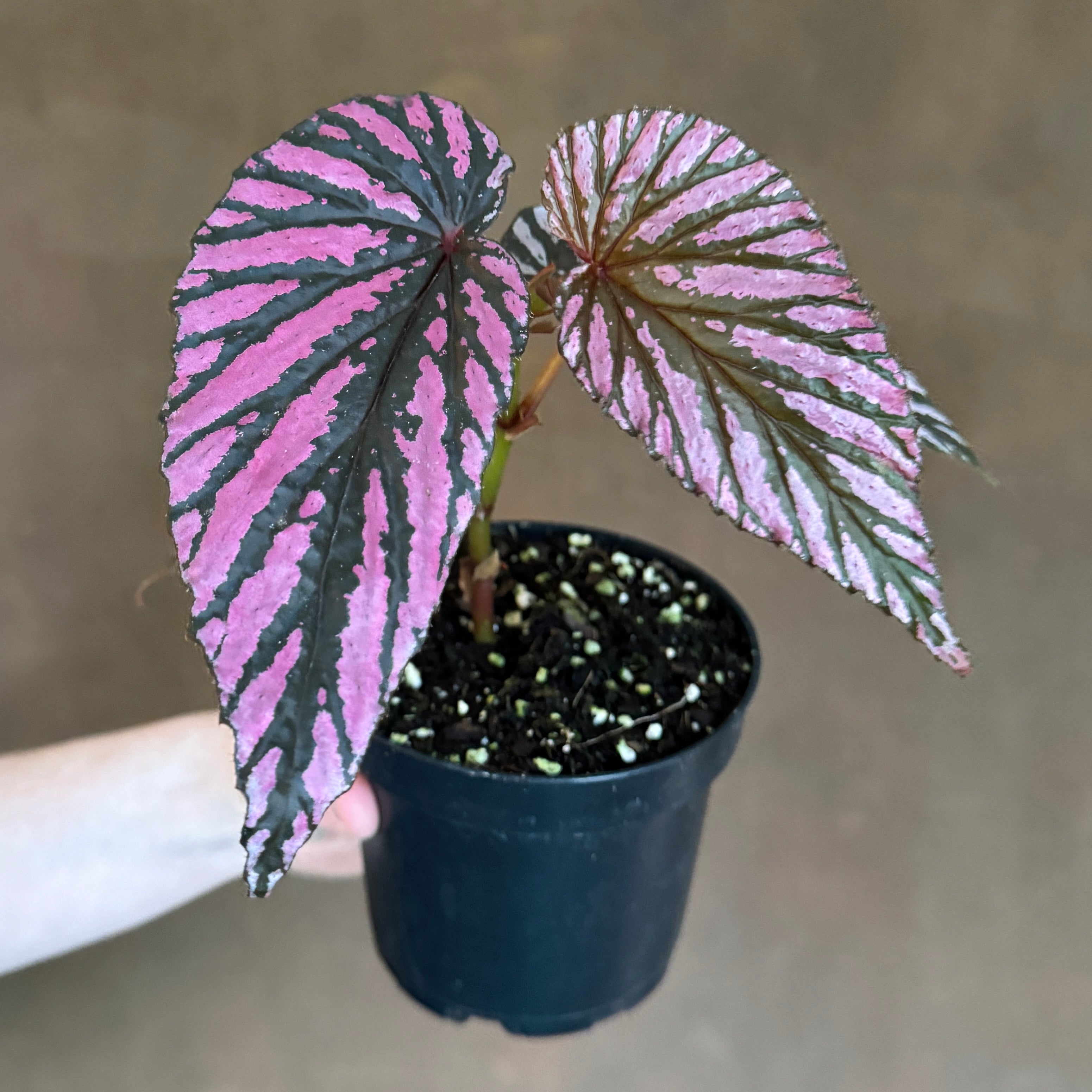 Begonia brevirimosa