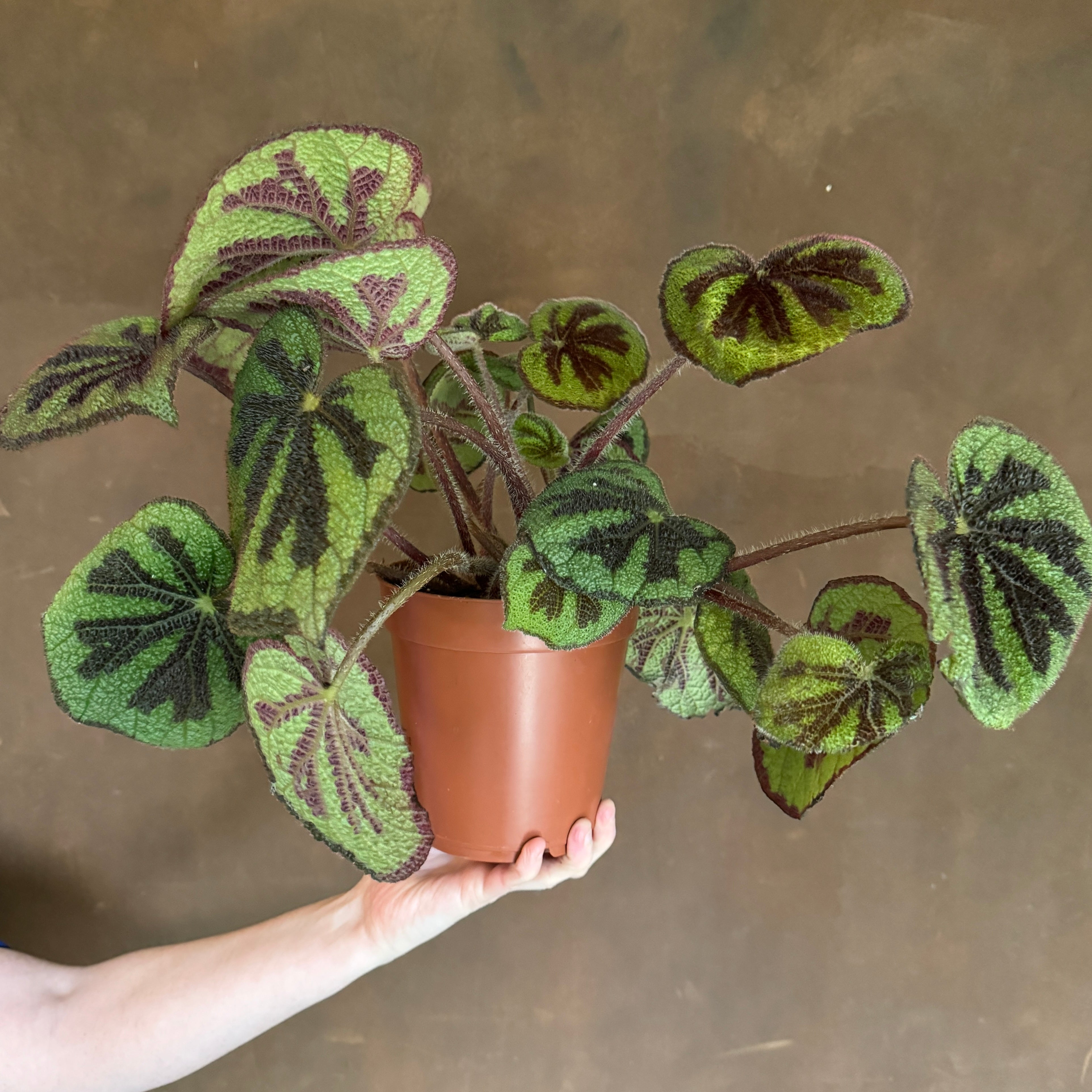 Begonia masoniana 'Rock' (15cm pot)