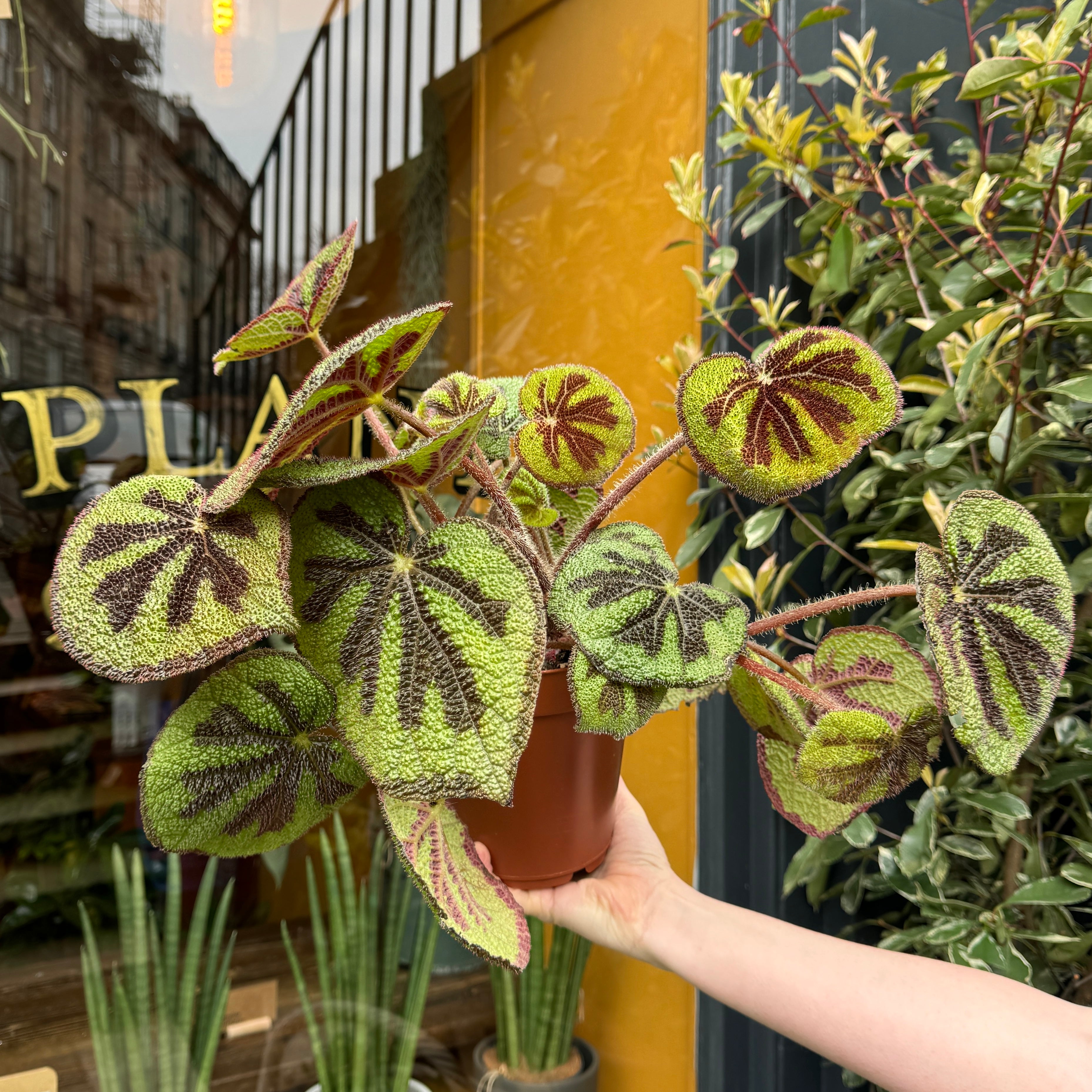 Begonia masoniana 'Rock' (15cm pot)