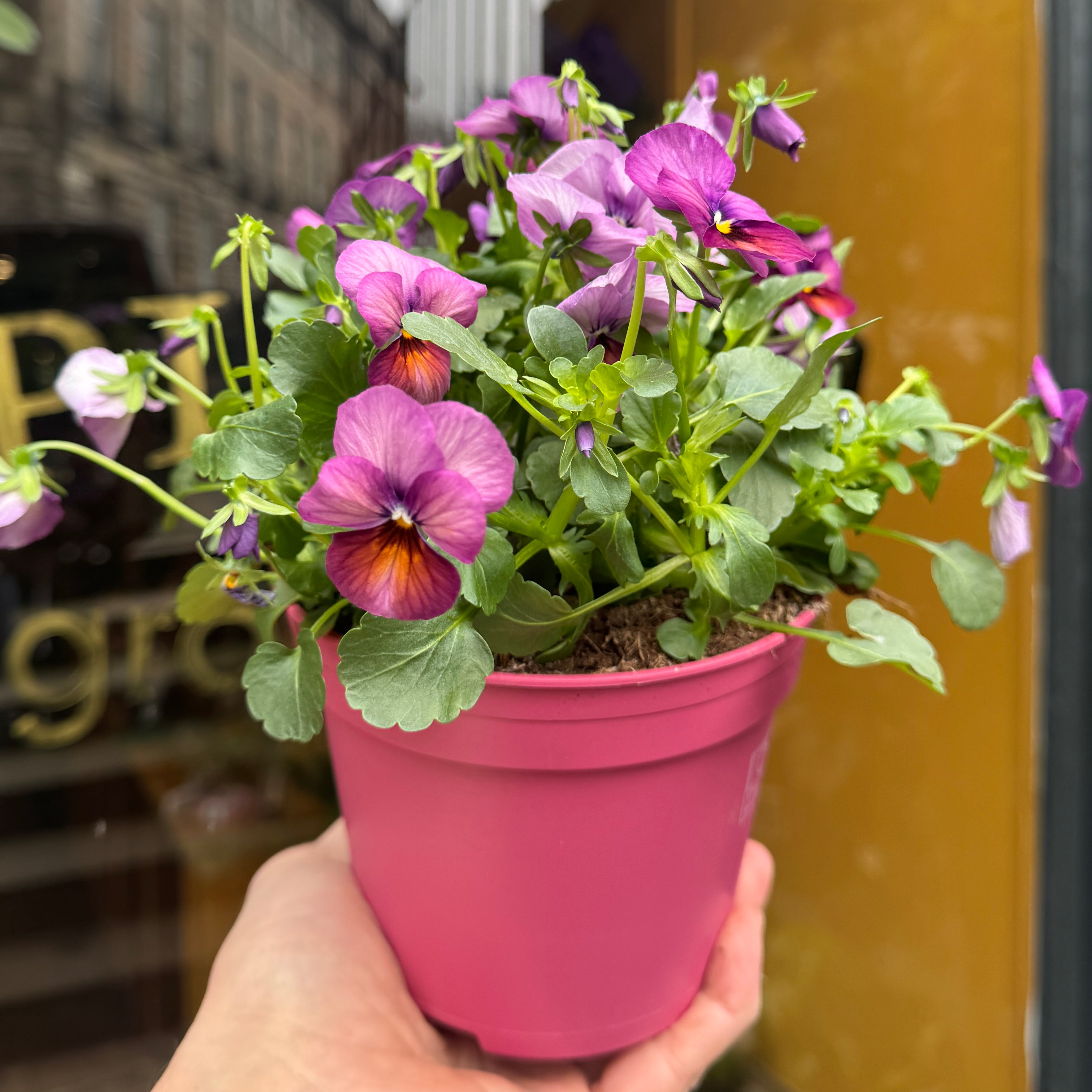 Viola cornuta 'Violet'