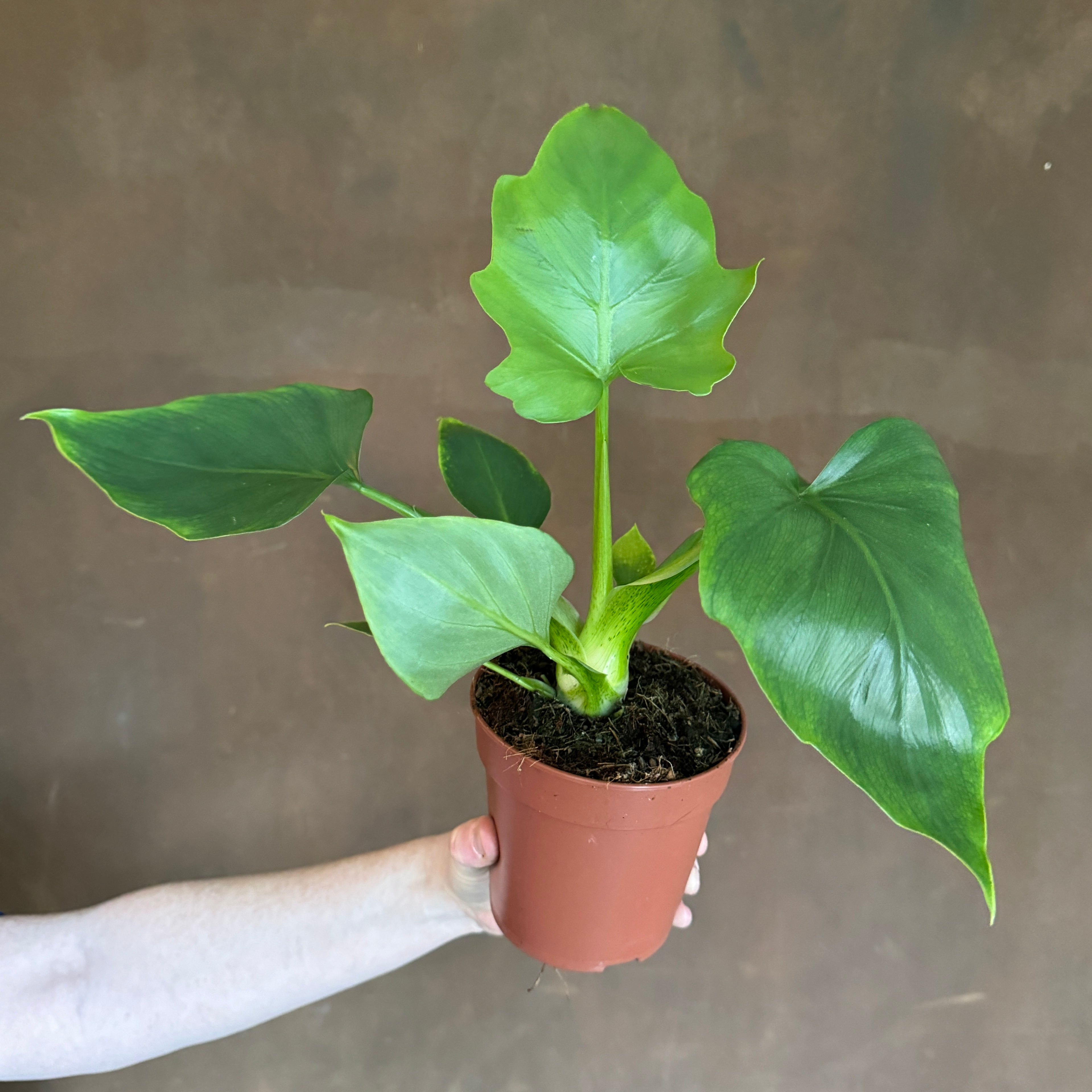 Philodendron Warscewiczii | leaves has some damage | Free Shipping* high quality SUPER RARE