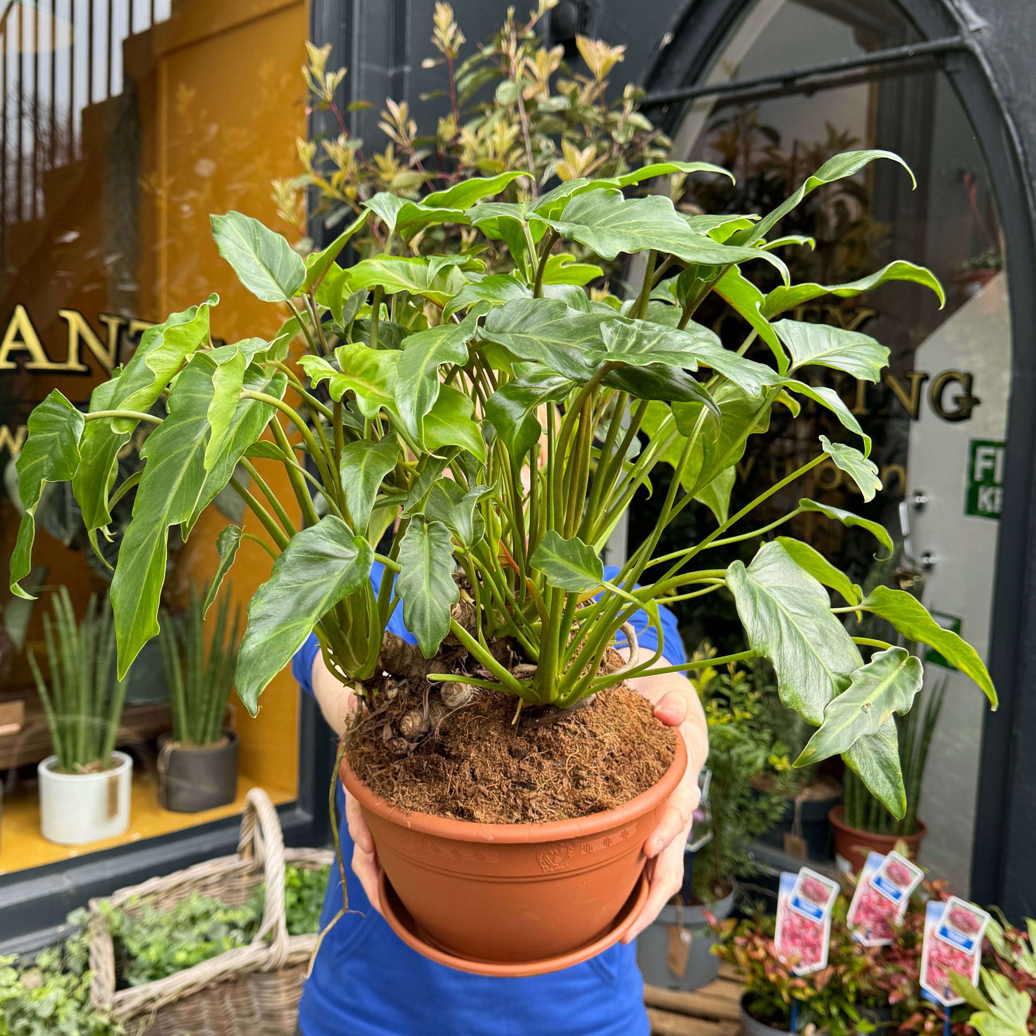 Philodendron 'Xanadu' (22cm pot)