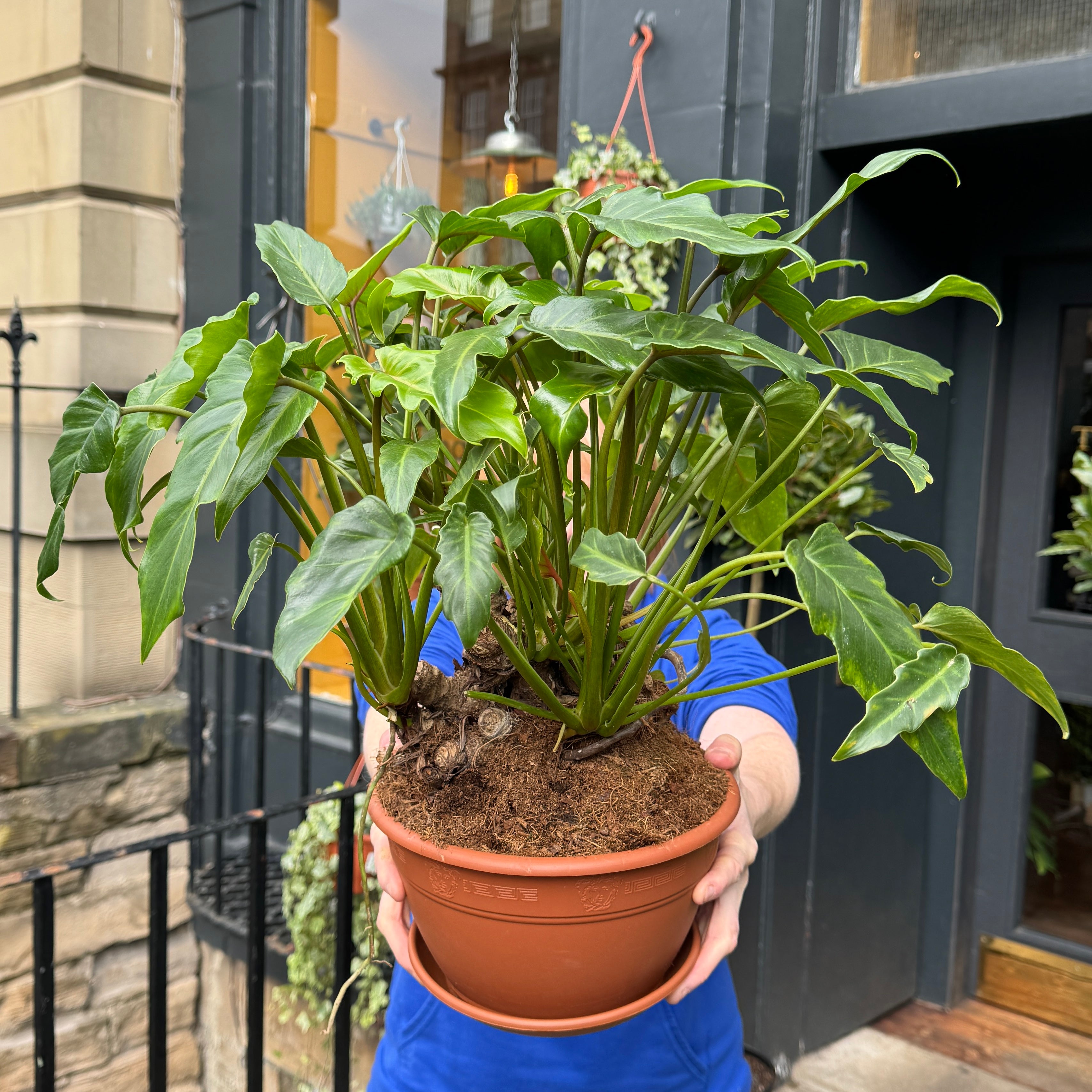 Philodendron 'Xanadu' (22cm pot)