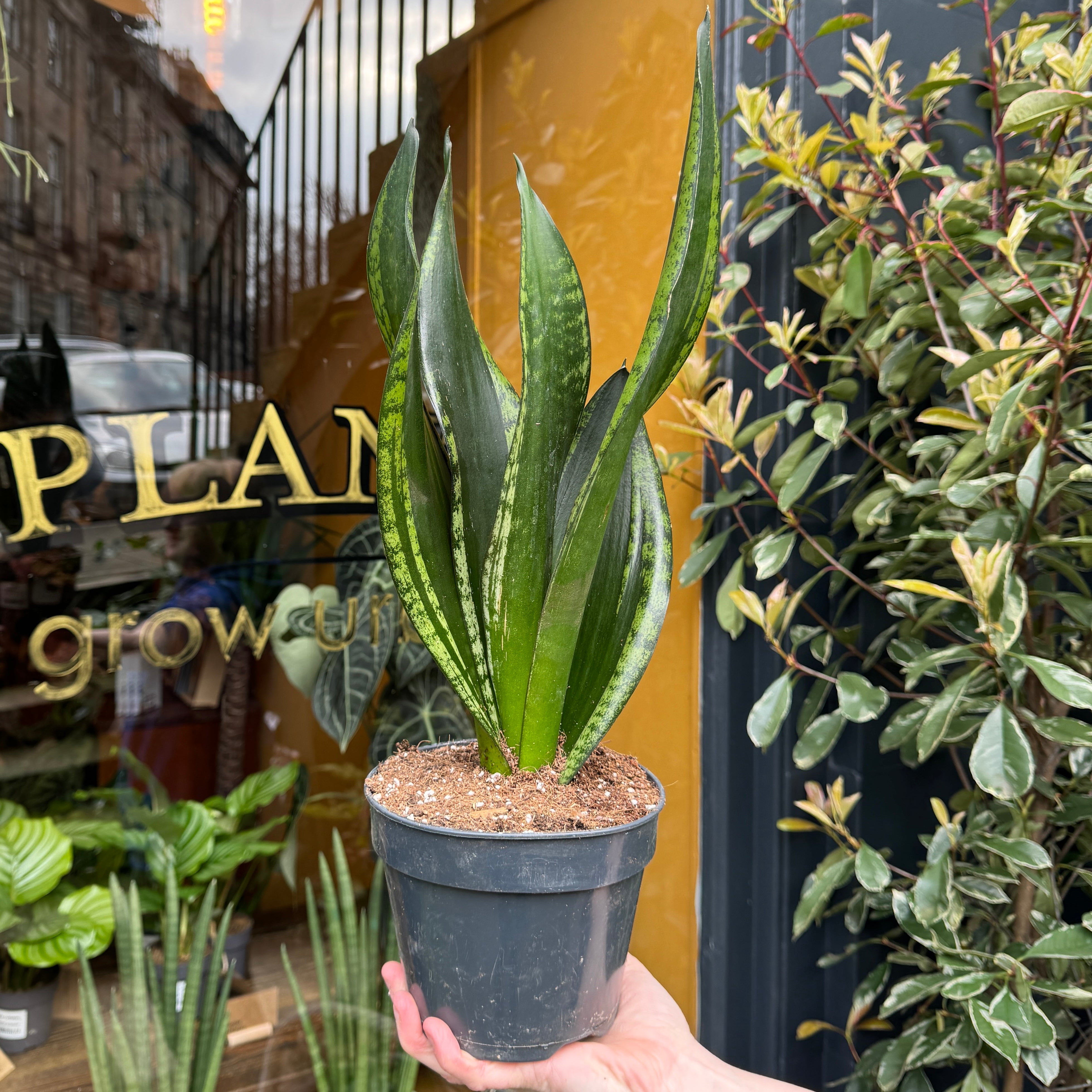 Sansevieria ‘Grey Stripe’ (15cm pot)