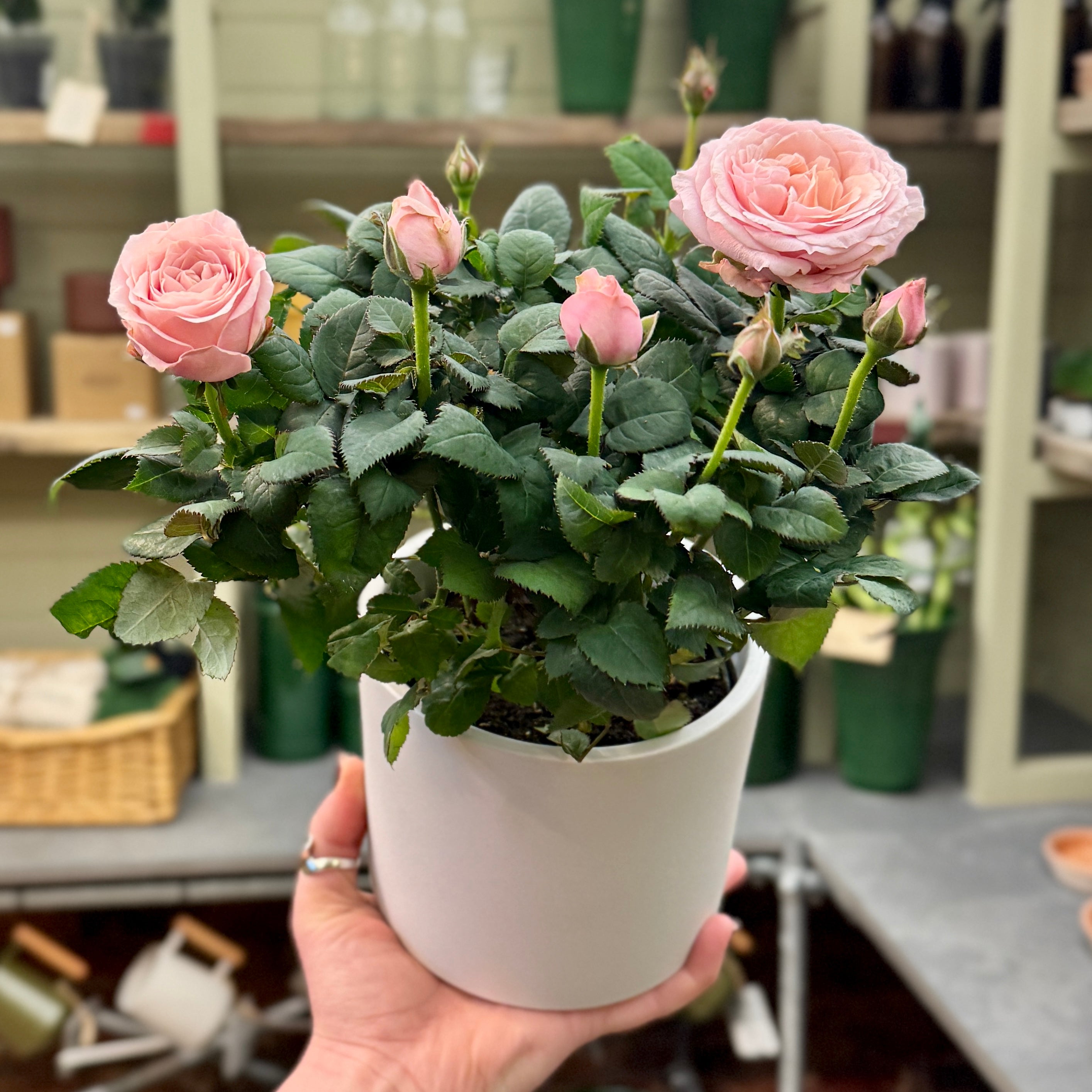 Rosa 'Infinity Pink'