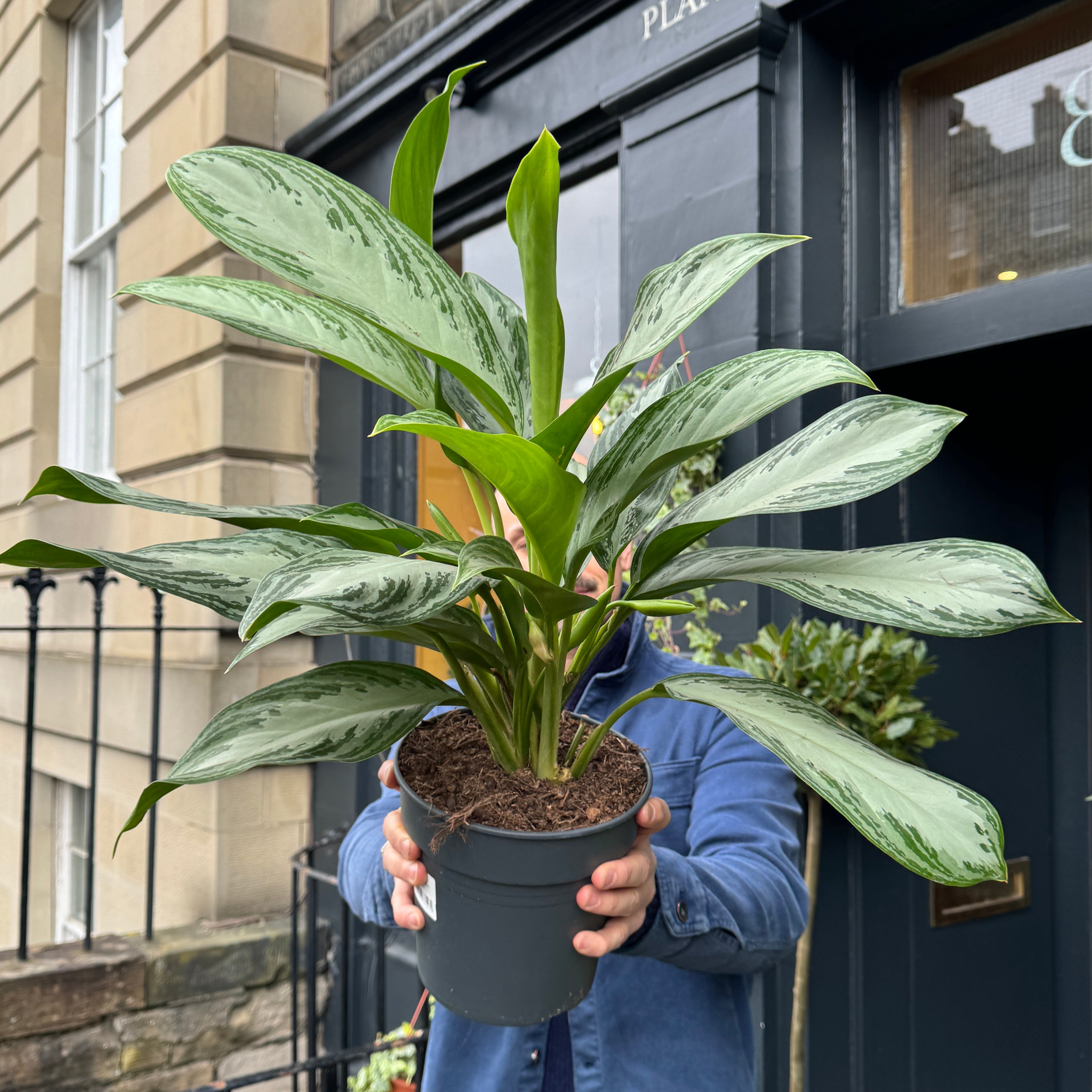 Aglaonema ‘Silver Bay’ (19cm pot)