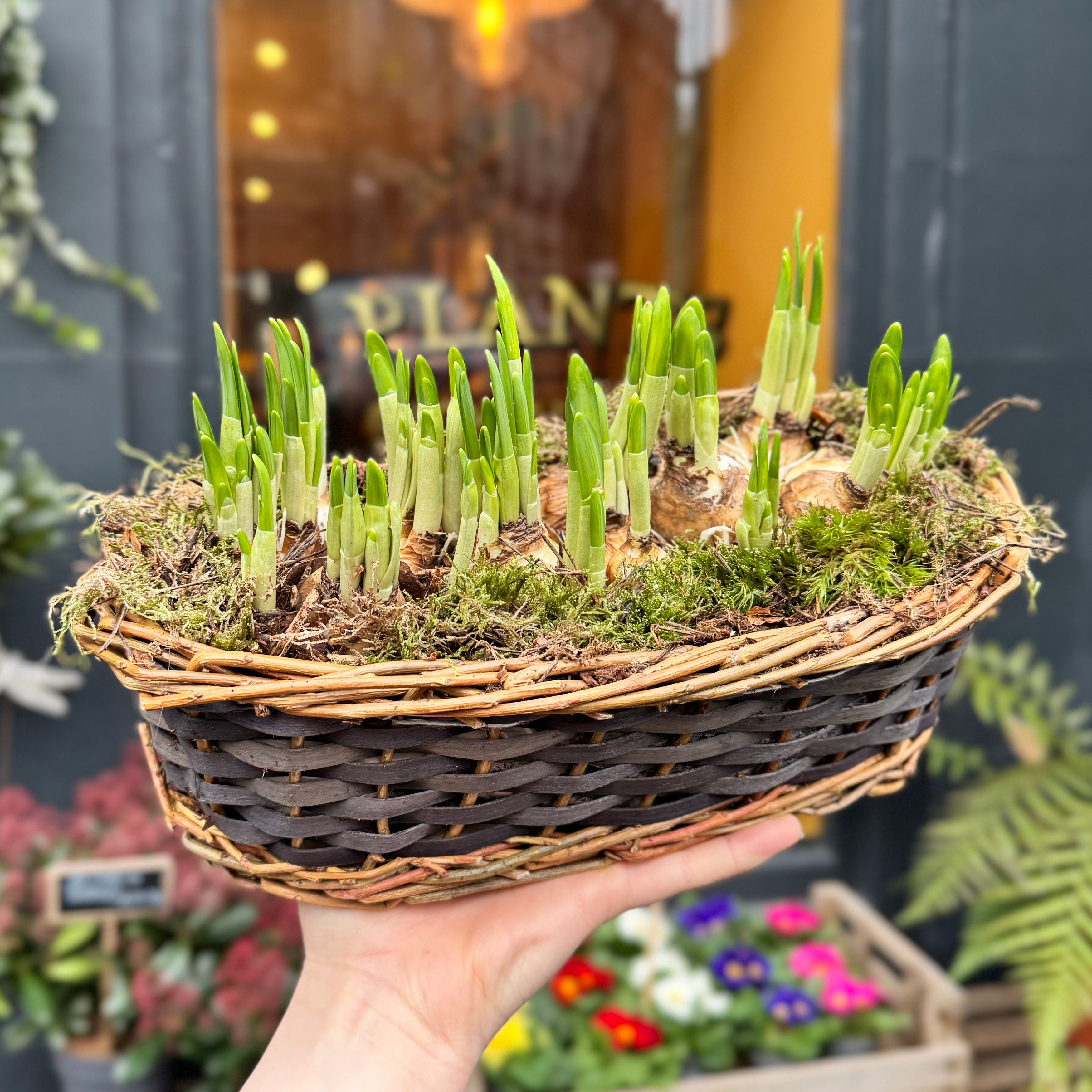 Narcissus ‘Tête-à-tête’ Basket – Spring Bulb Arrangement