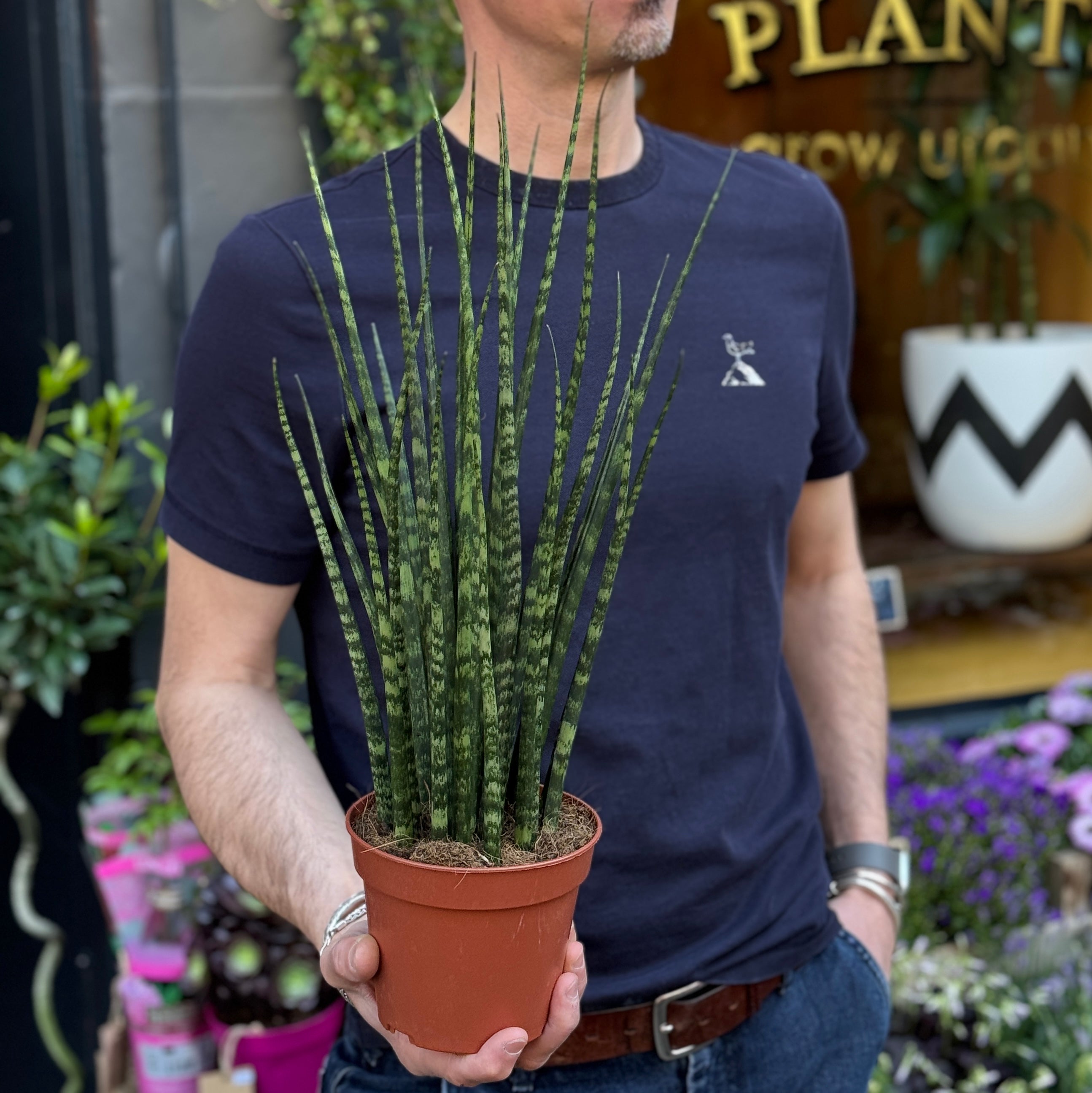 Sansevieria ‘Fernwood’ (14cm Pot)