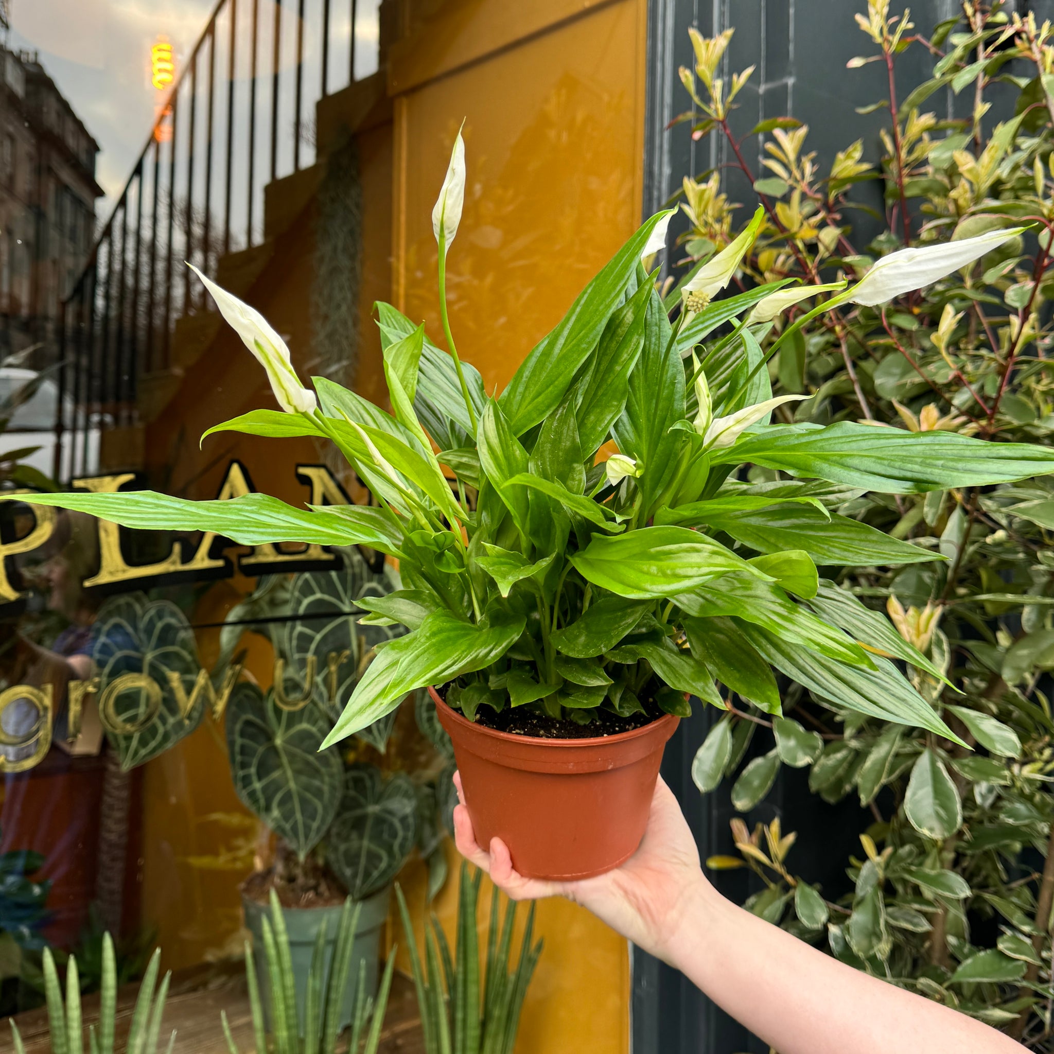 Spathiphyllum Bingo Cupid in Pot 17cm - Sherries Estates Spathiphyllum Bingo Cupid in Pot 17cm - Sherries Estates