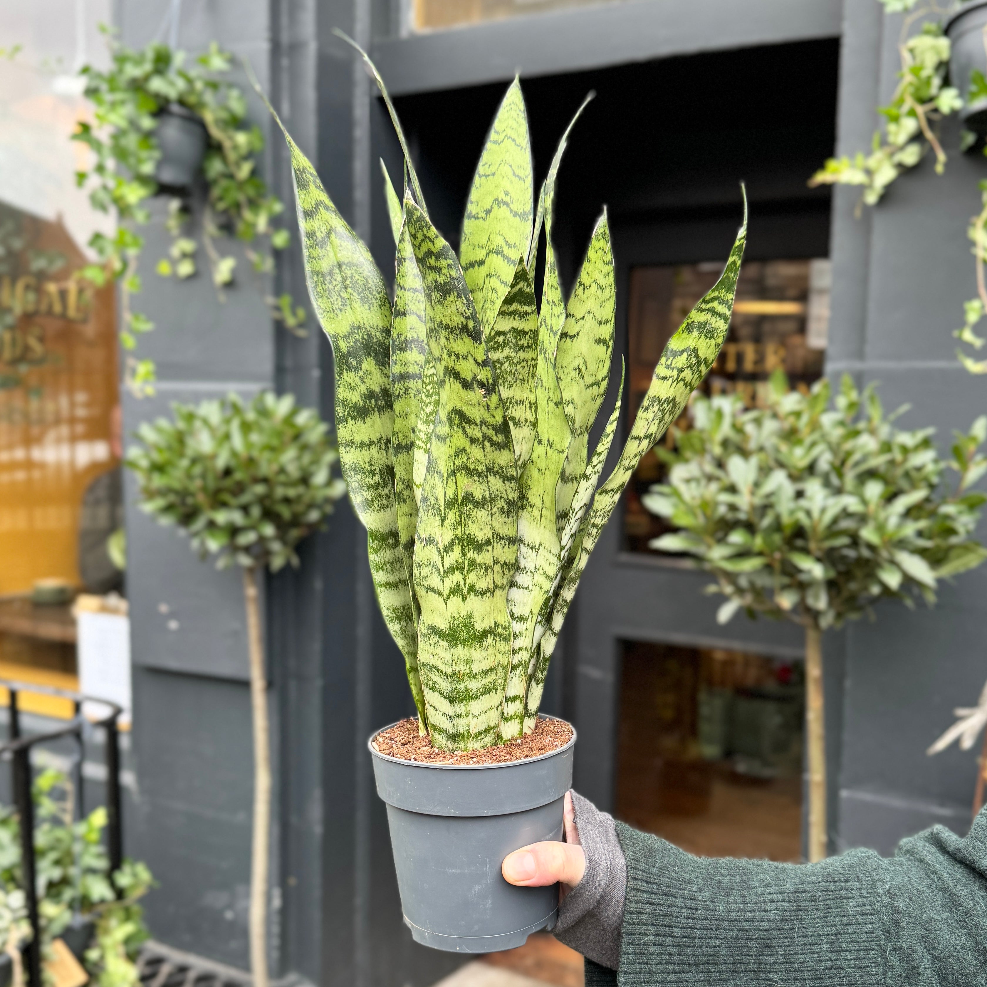 Sansevieria zeylanica