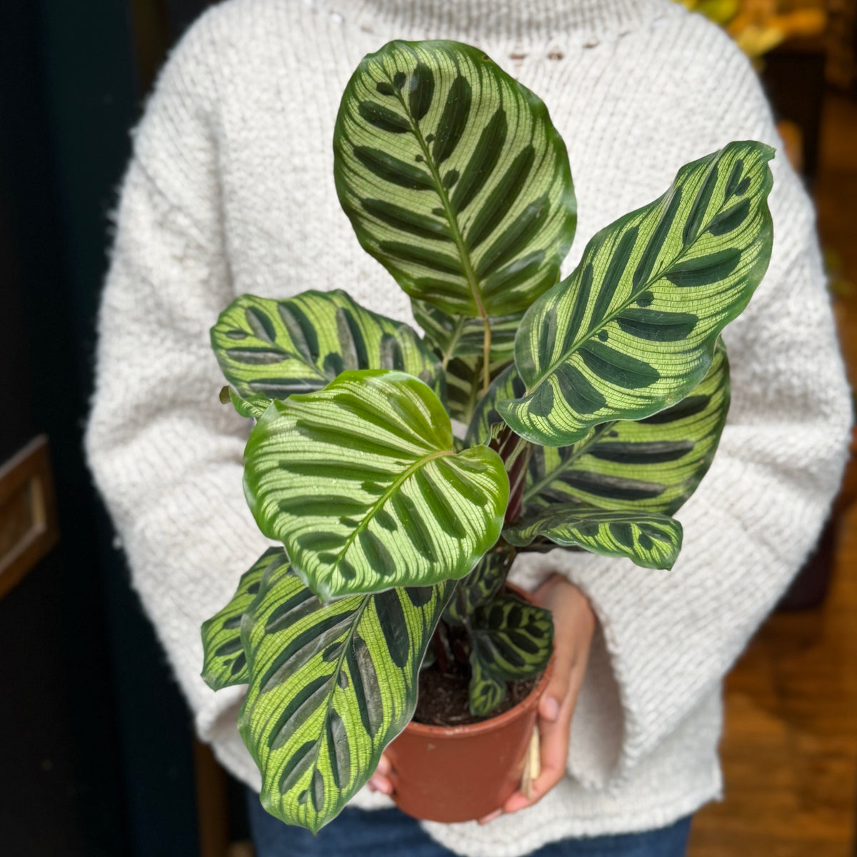 Calathea makoyana