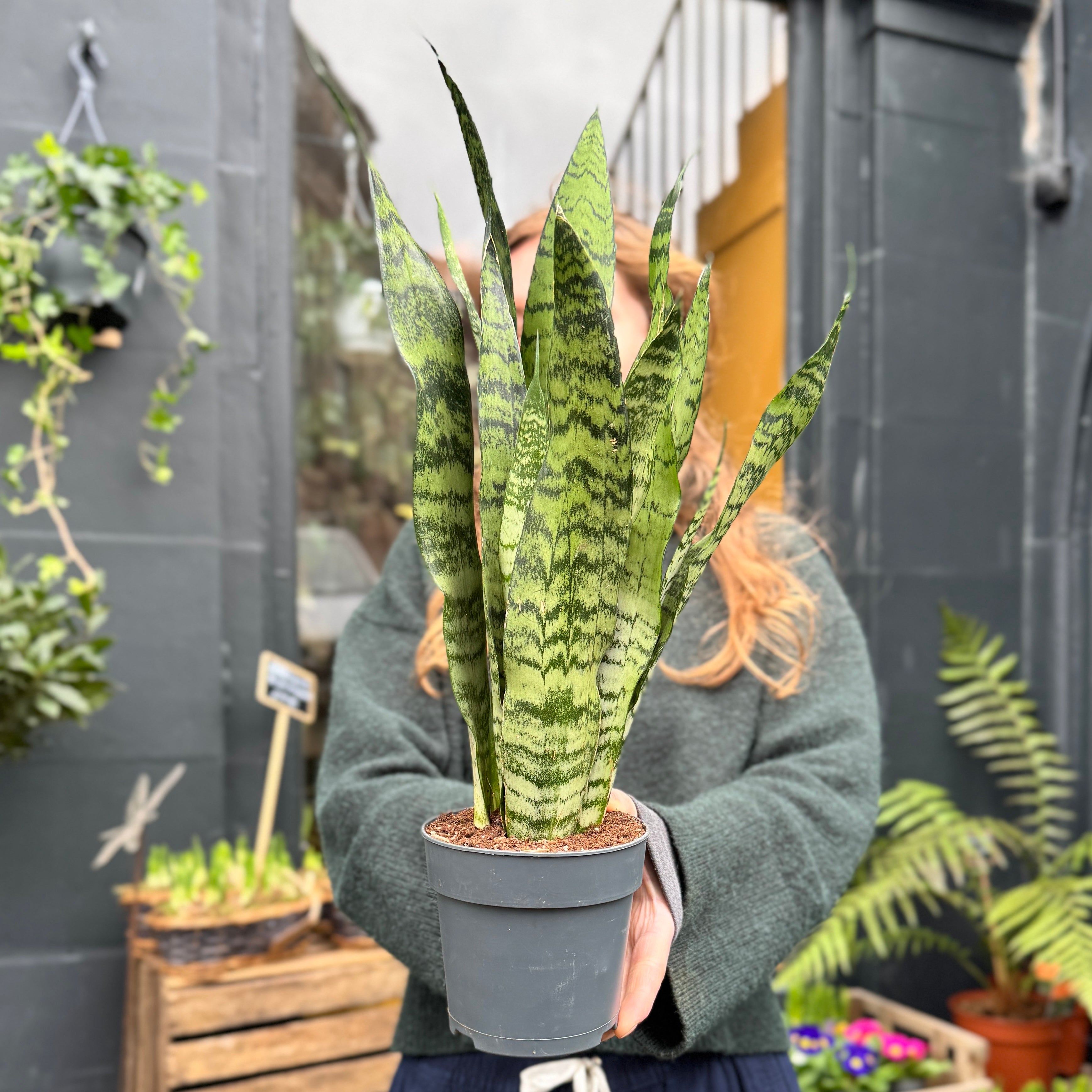 Sansevieria zeylanica