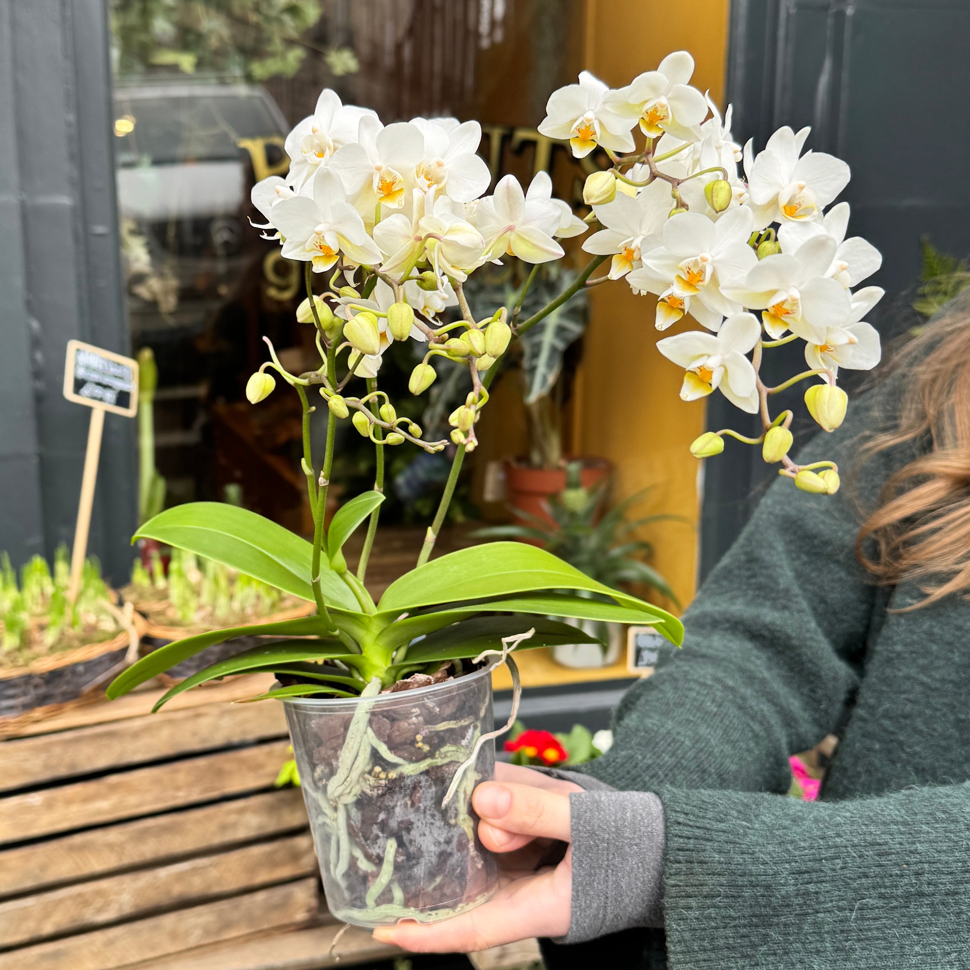 Phalaenopsis ‘Soft Cloud’ | 4+ Stems
