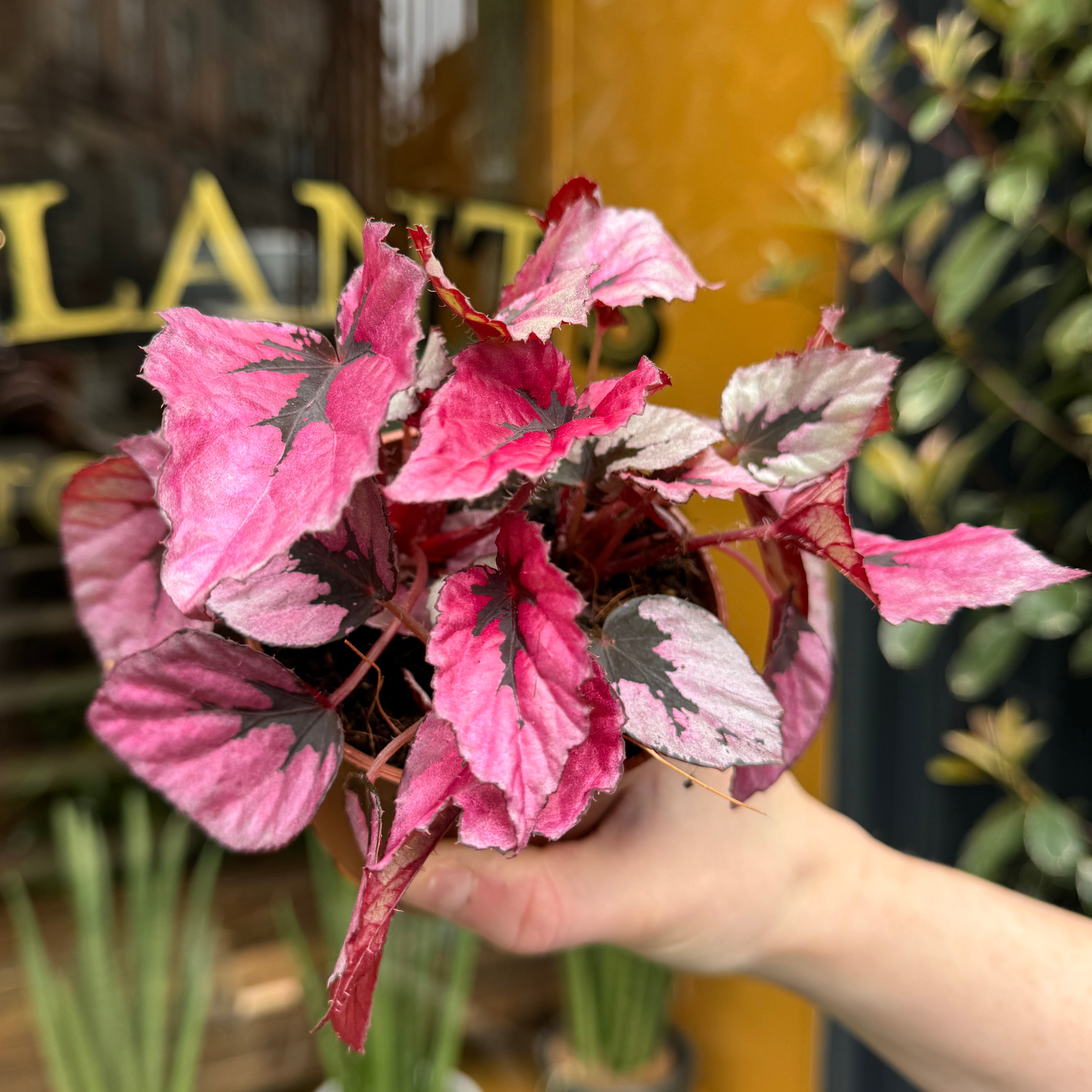 Begonia rex 'Indian Summer' (9cm pot)