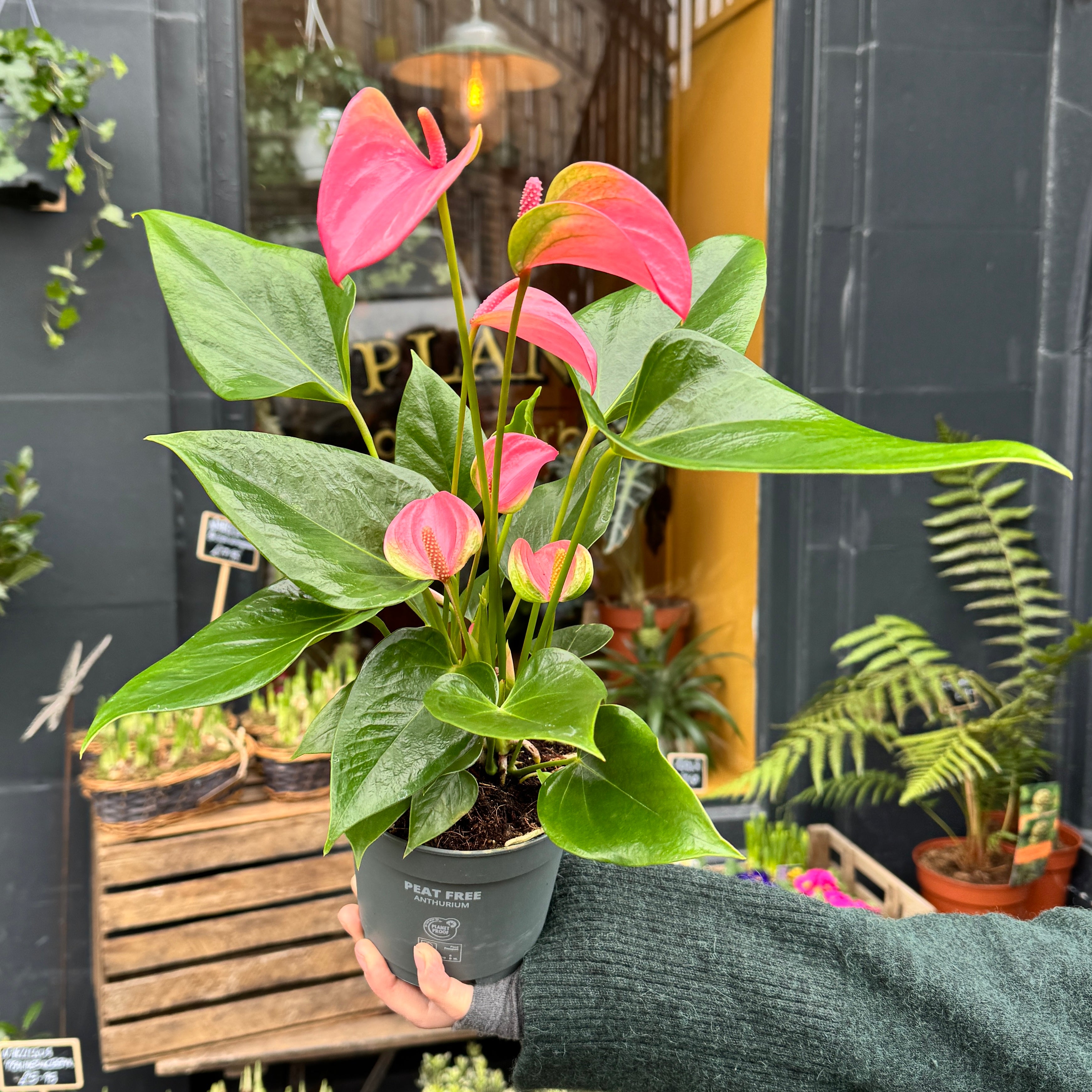 Anthurium ‘Joli Pink’