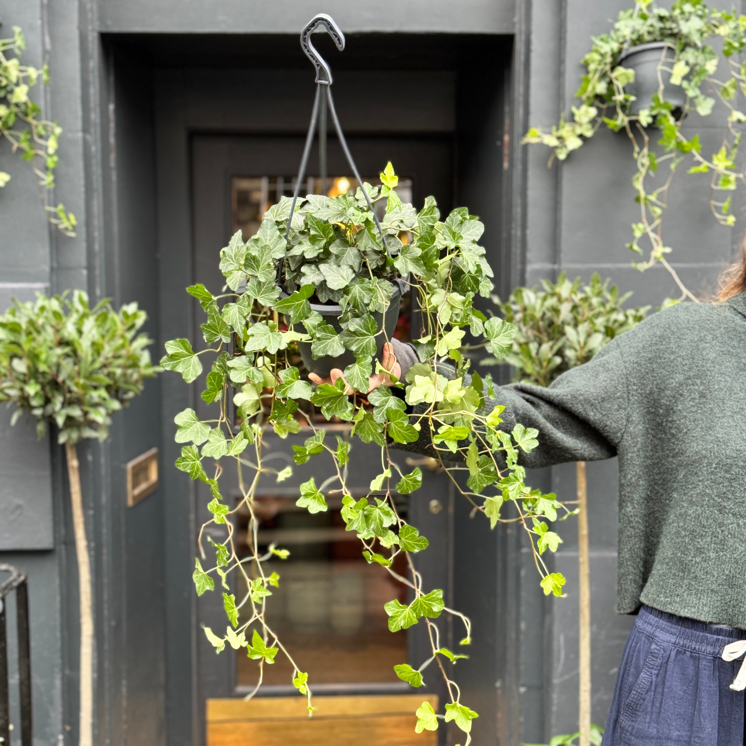 Hedera helix 'Wonder' (hangpot)