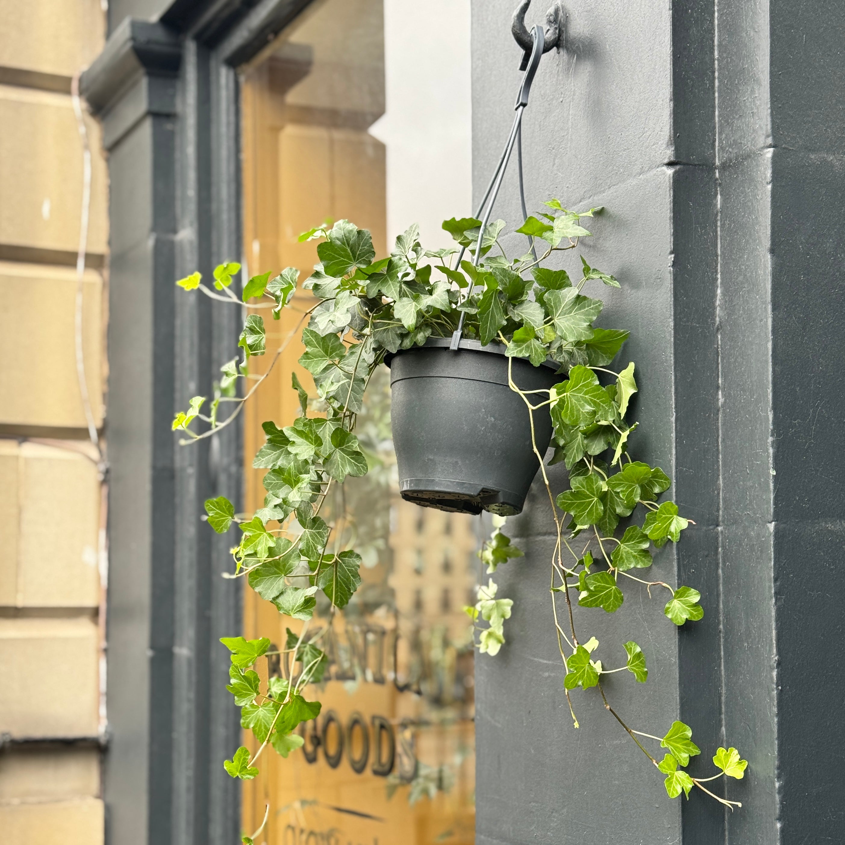 Hedera helix 'Wonder' (hangpot)