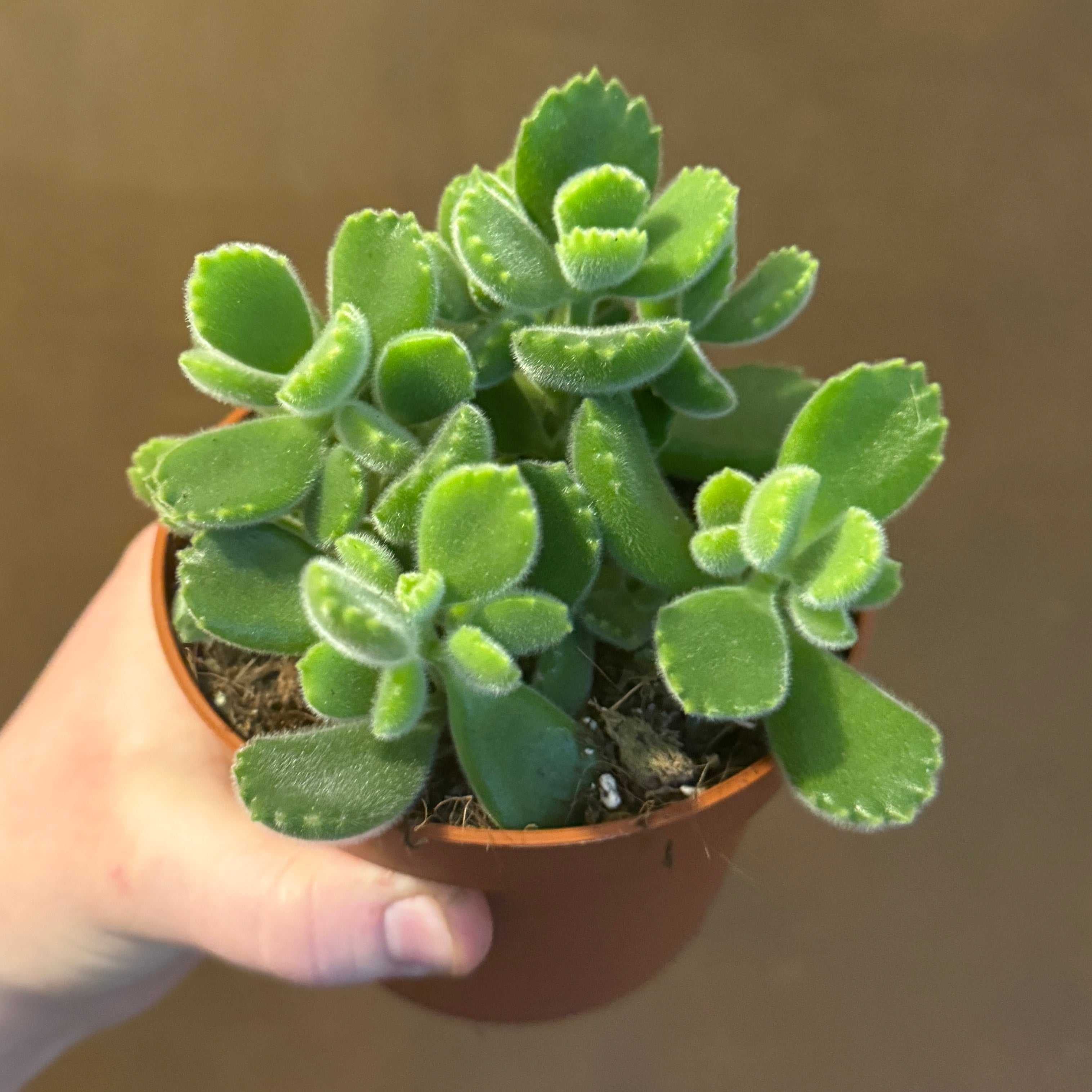 Cotyledon ladismithiensis