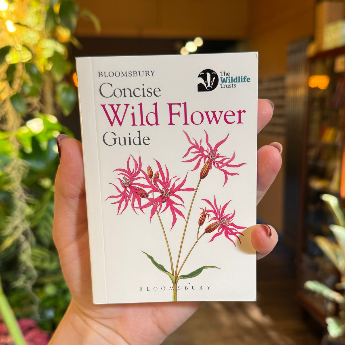 Concise Wild Flower Guide
