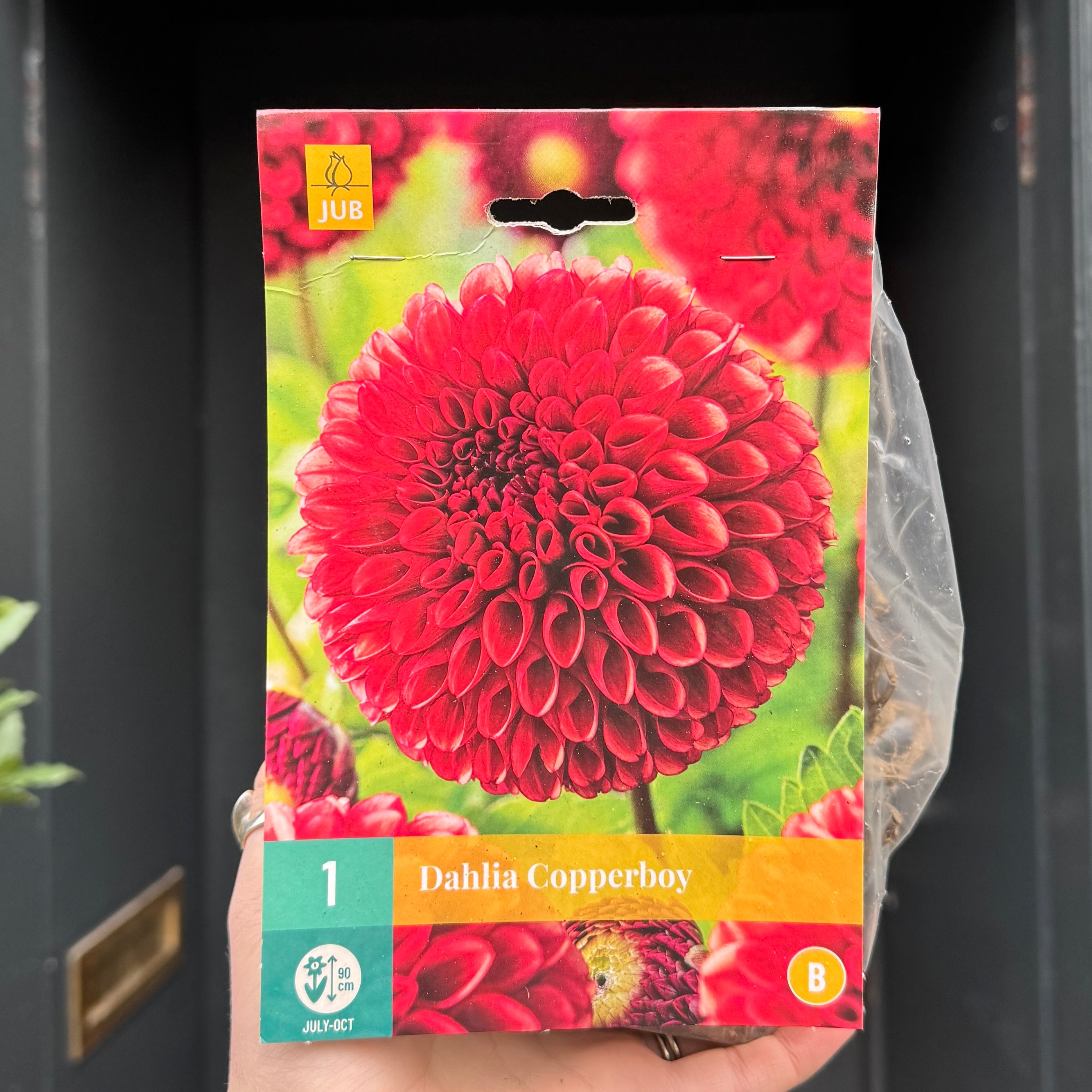 Dahlia Tubers