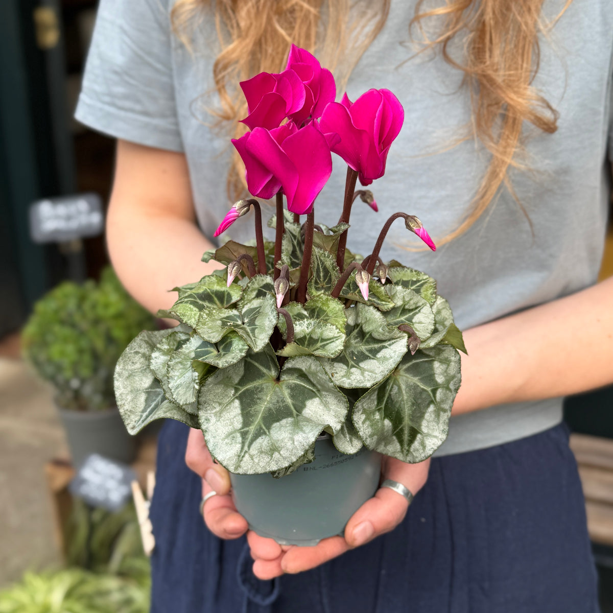 Cyclamen ‘Rembrandt’ Violet