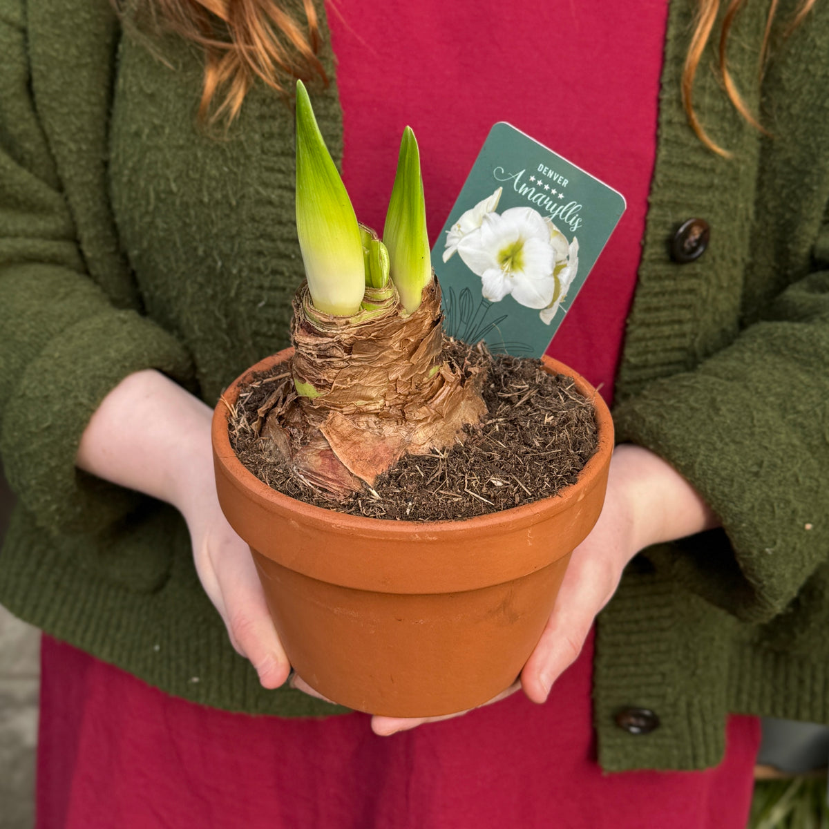 Amaryllis in Terracotta Pot