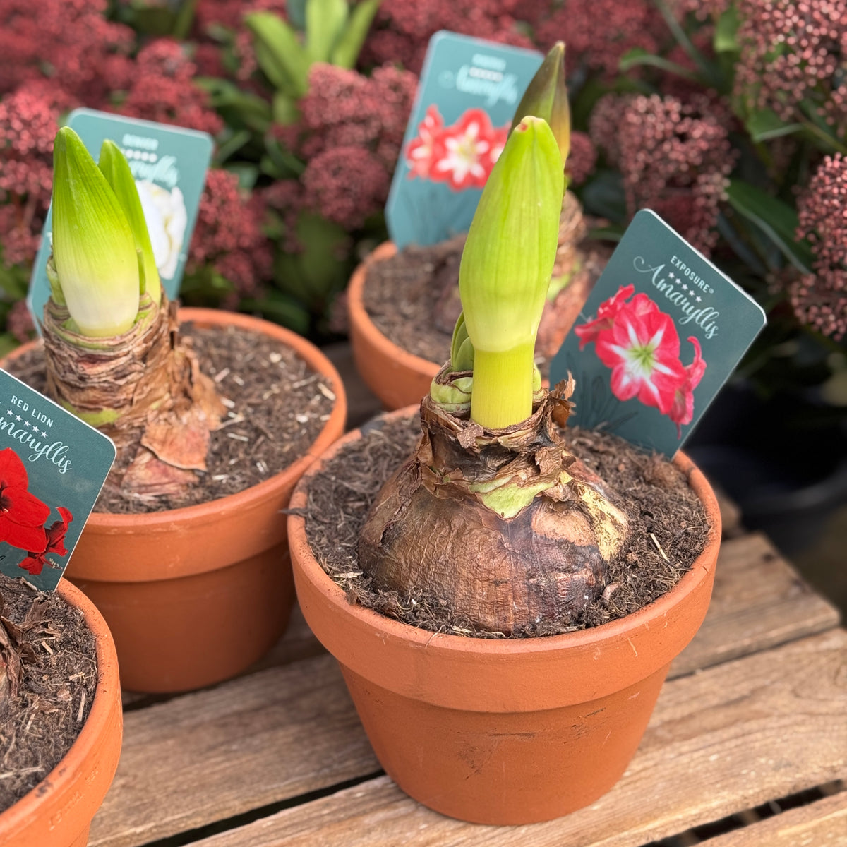 Amaryllis in Terracotta Pot