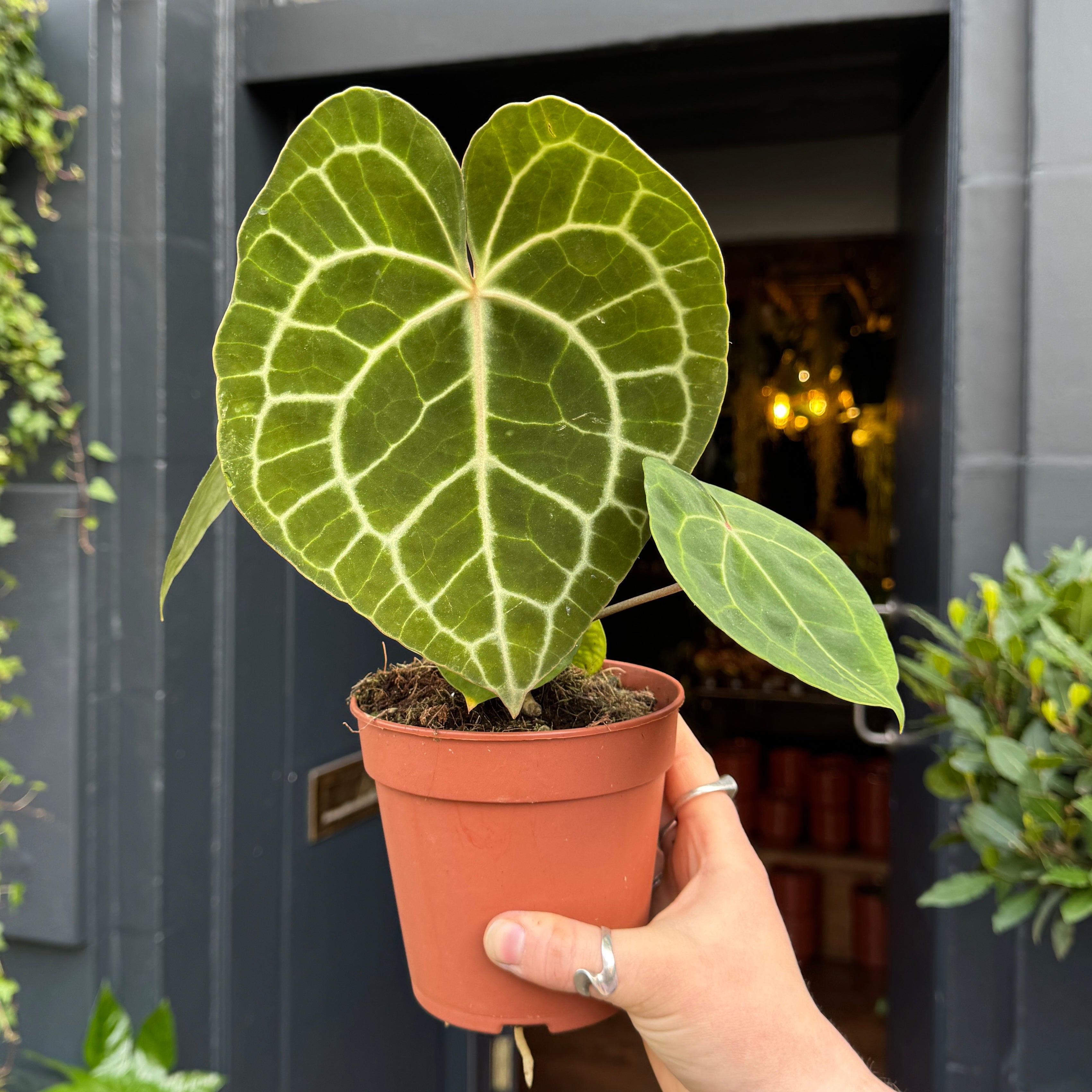Anthurium clarinervium (12cm pot)